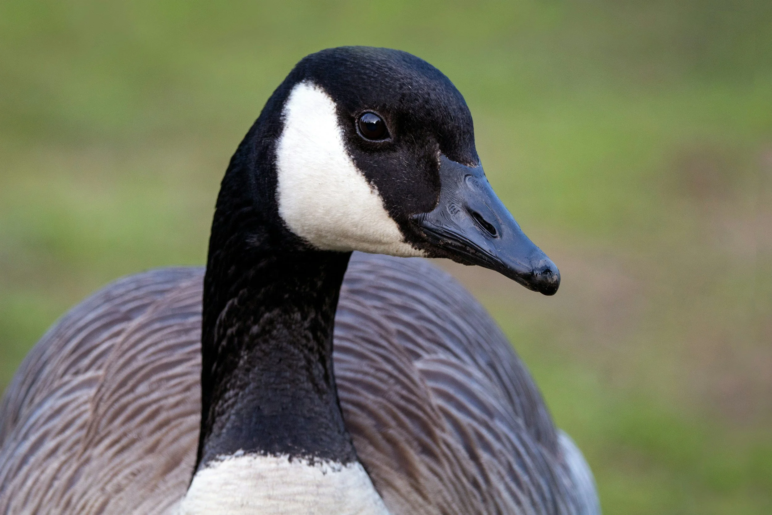 Friend or Fowl? The Iconic Canada Goose