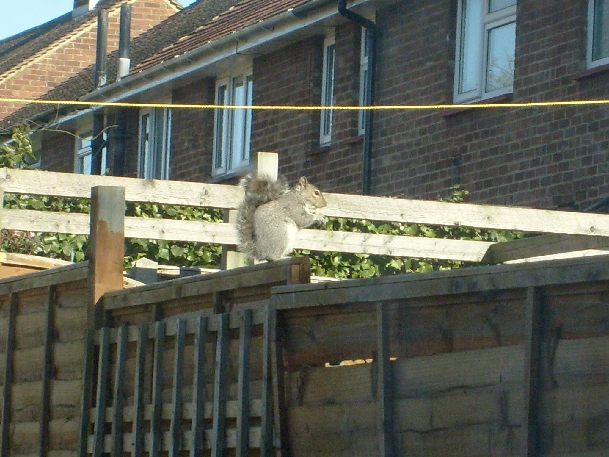 Ask a Bird Nerd: Are Urban Squirrels Not Tasty? 