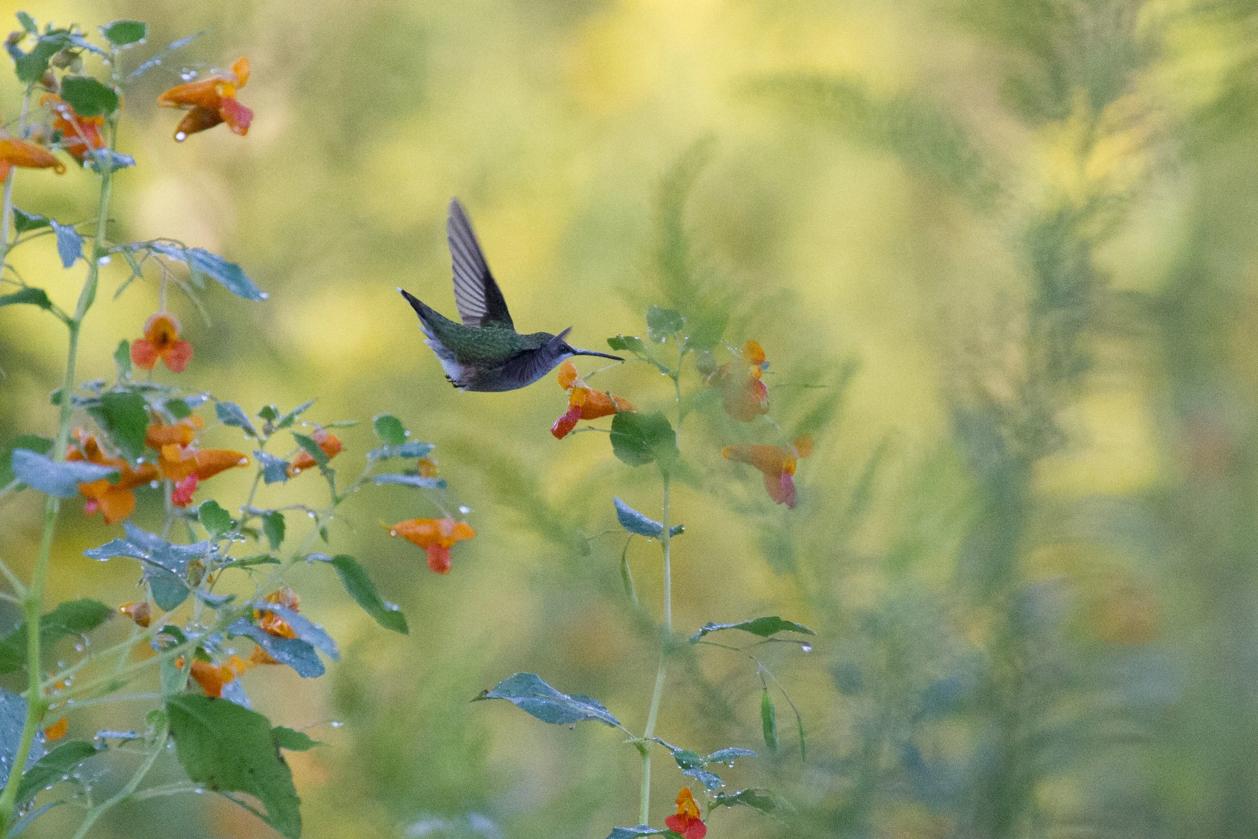 A Beautiful Relationship – Between Bird and Plant