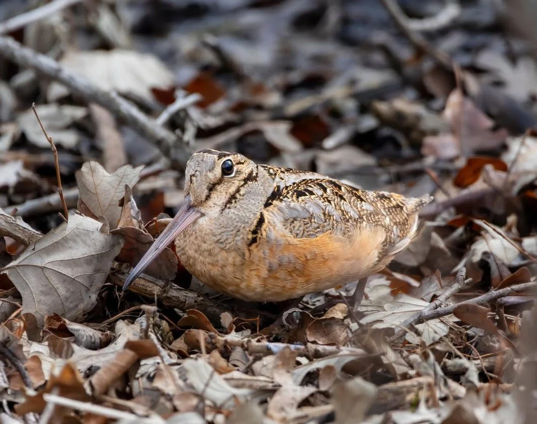 Woodcock Outing at Watersmeet Woods