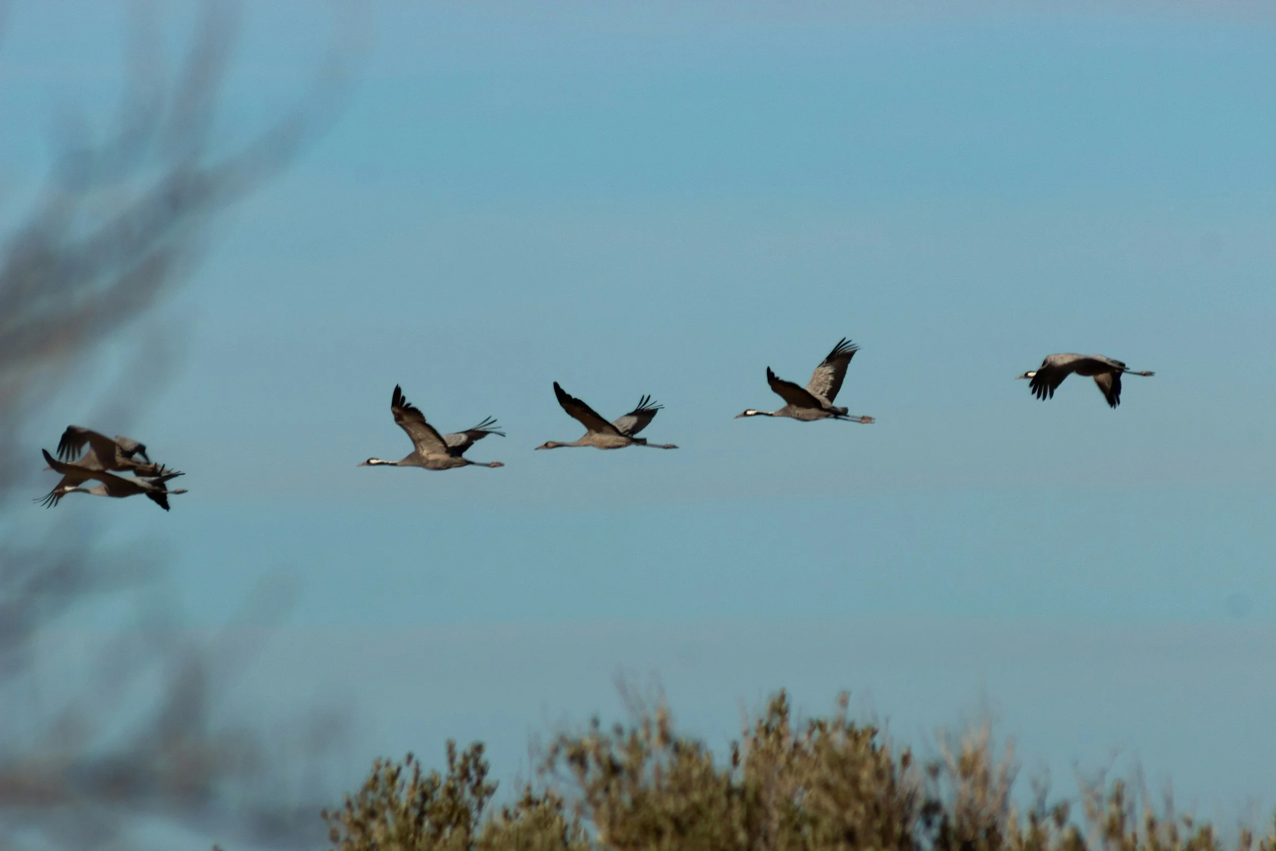 How to Help Birds This Spring Migration Season