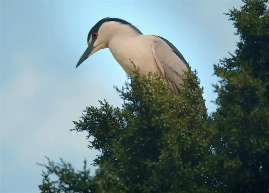 Broken Flight Hosted by Chicago Farm Lab