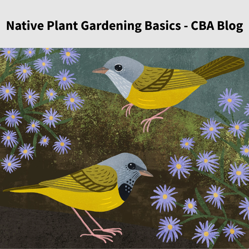 Native Plant CBA Blog.png