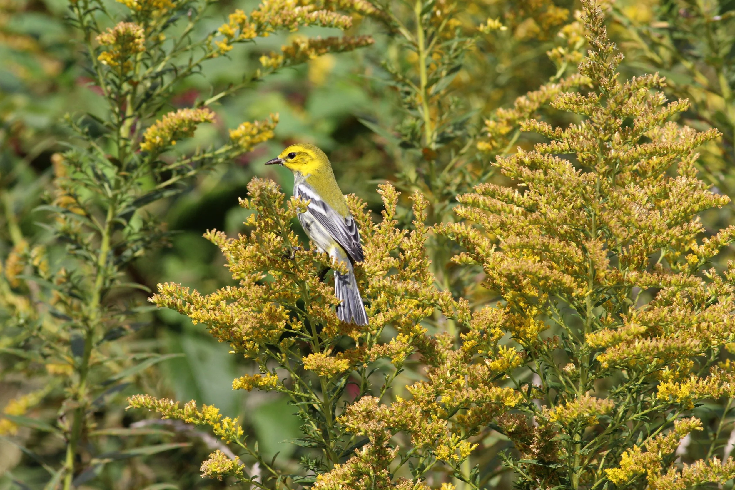 Birding at Columbus Park