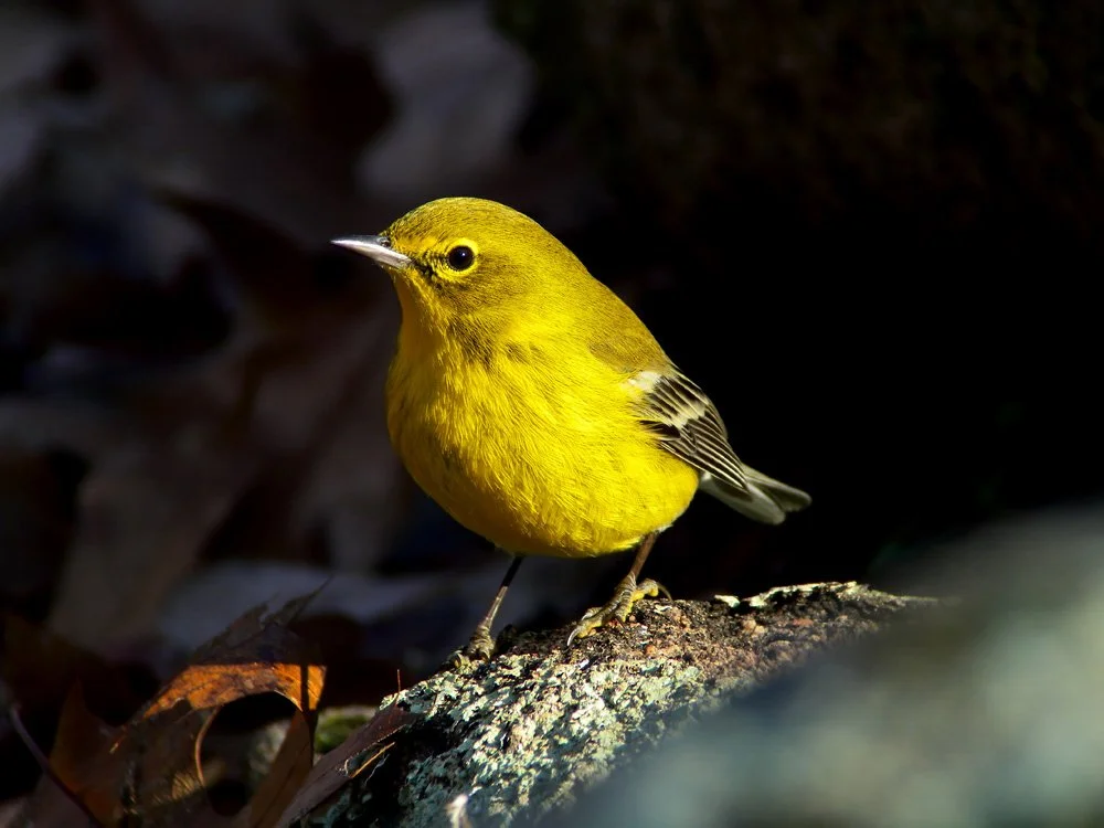 Wooded Island Birding Outing