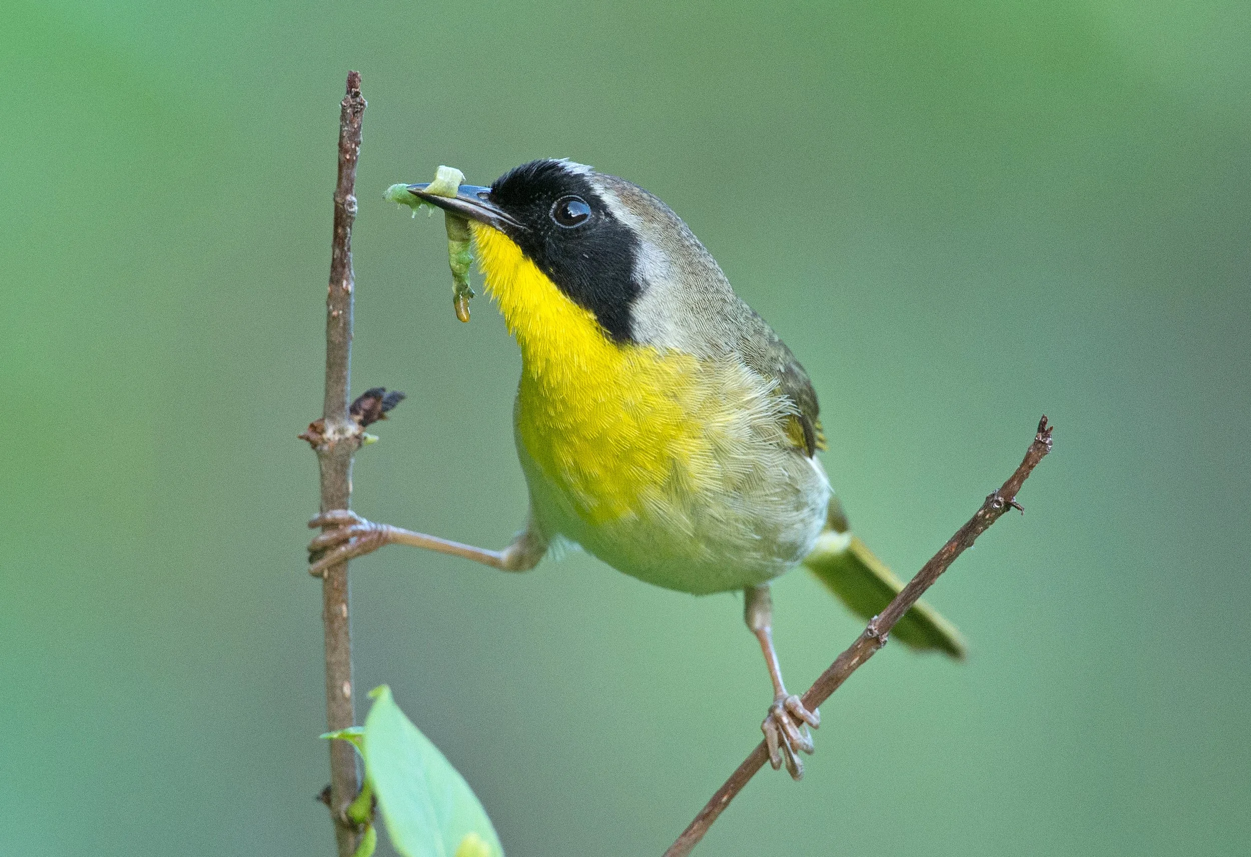 Wooded Island Birding Outing