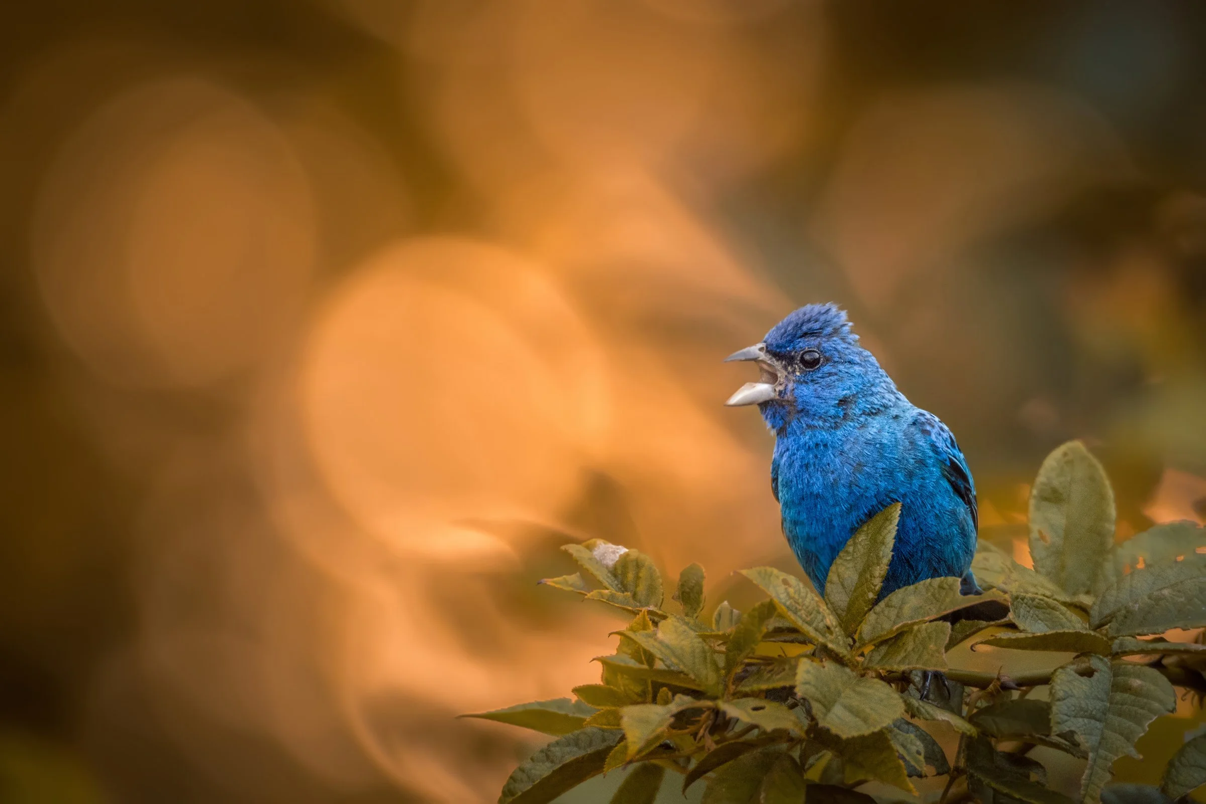 Wooded Island Birding Outing