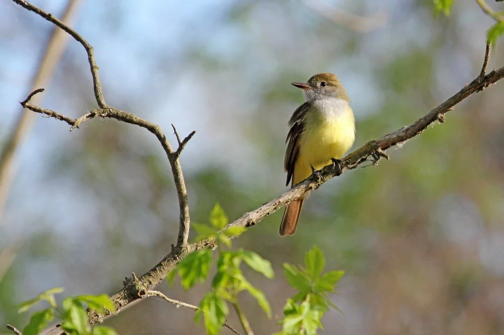 Wooded Island Birding Outing