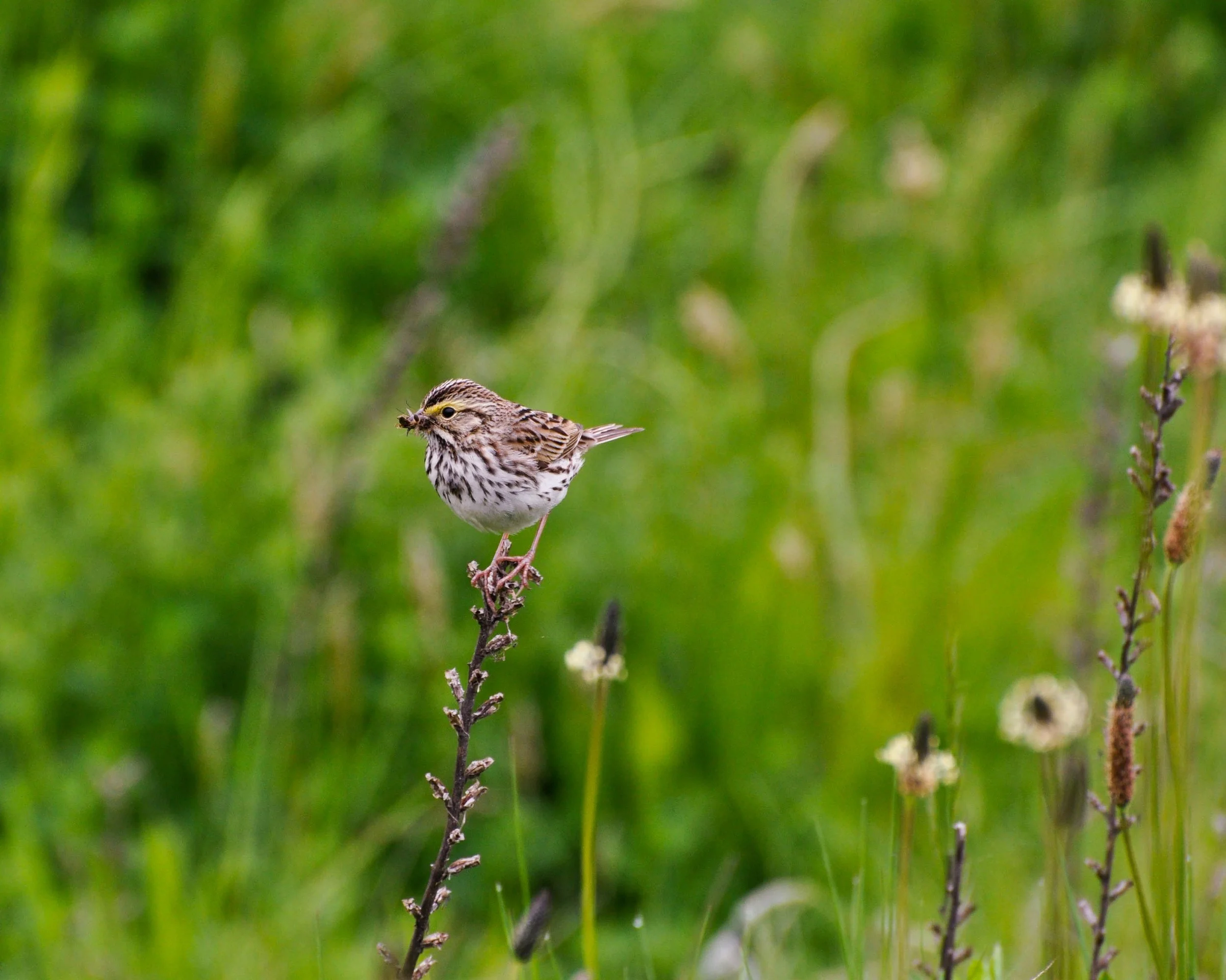 Wooded Island Birding Outing 