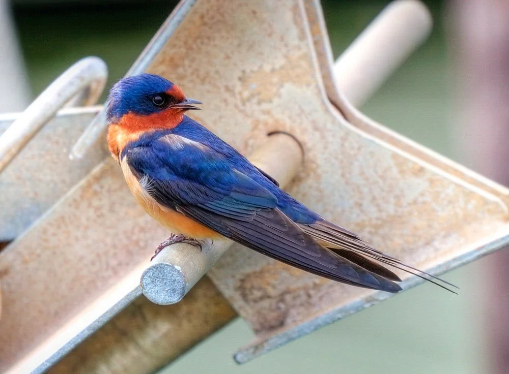 Wooded Island Birding Outing
