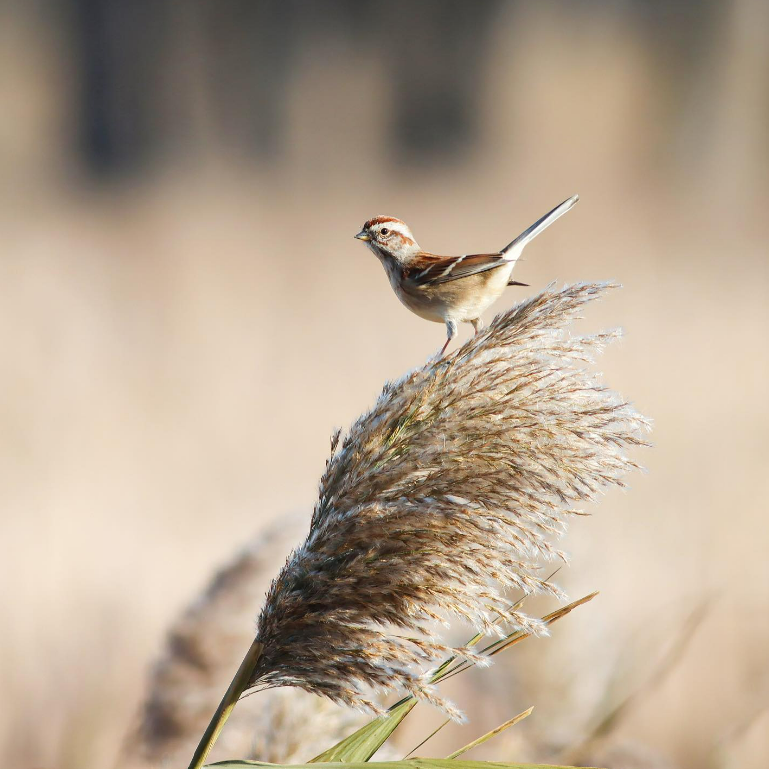 Wooded Island Birding Outing 