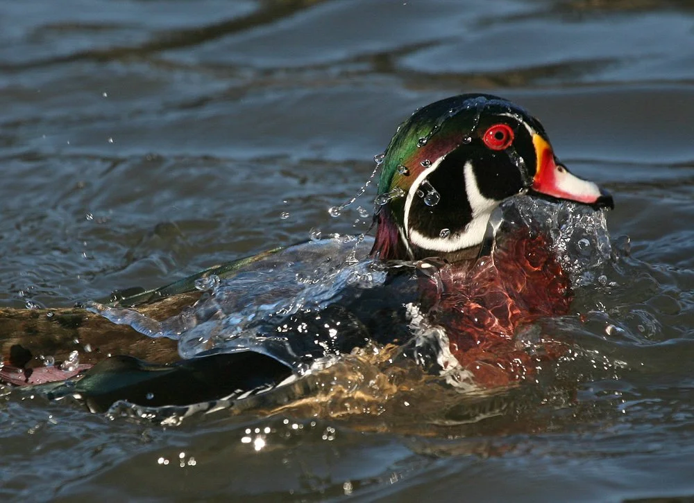 Wooded Island Birding Outing