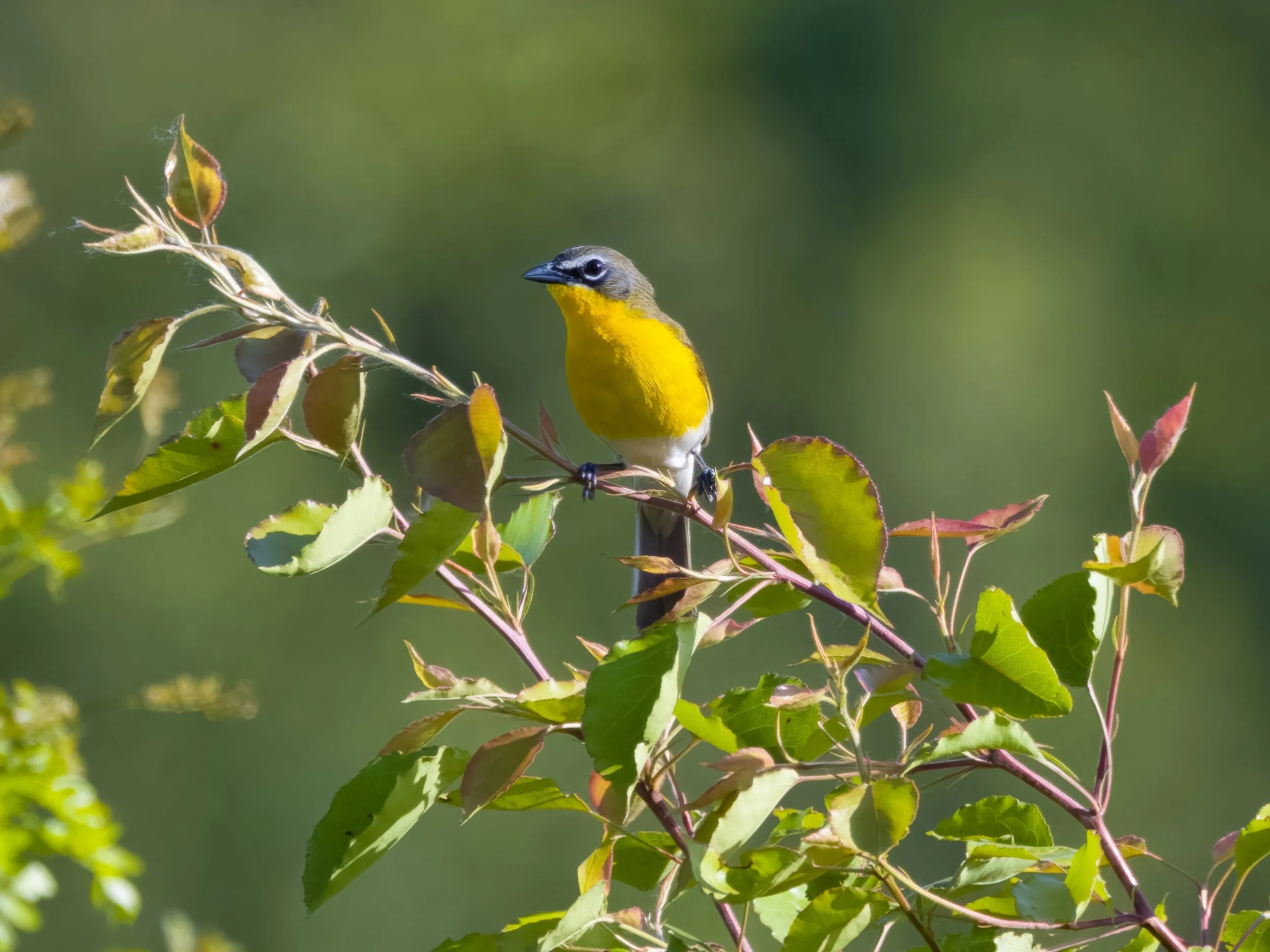 Birding at Orland Grassland