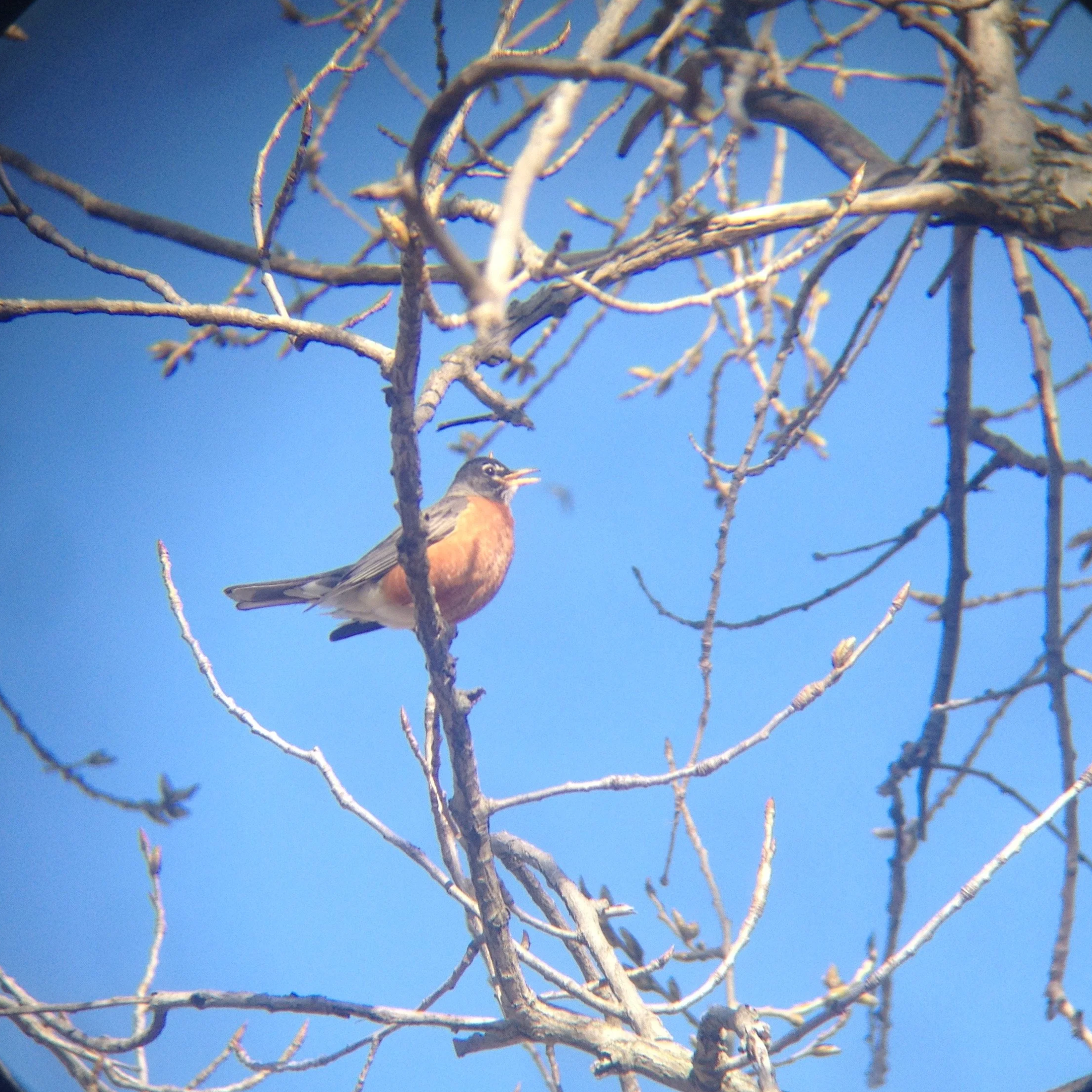South Chicago Bird Outing at Cut-through Prairie Garden