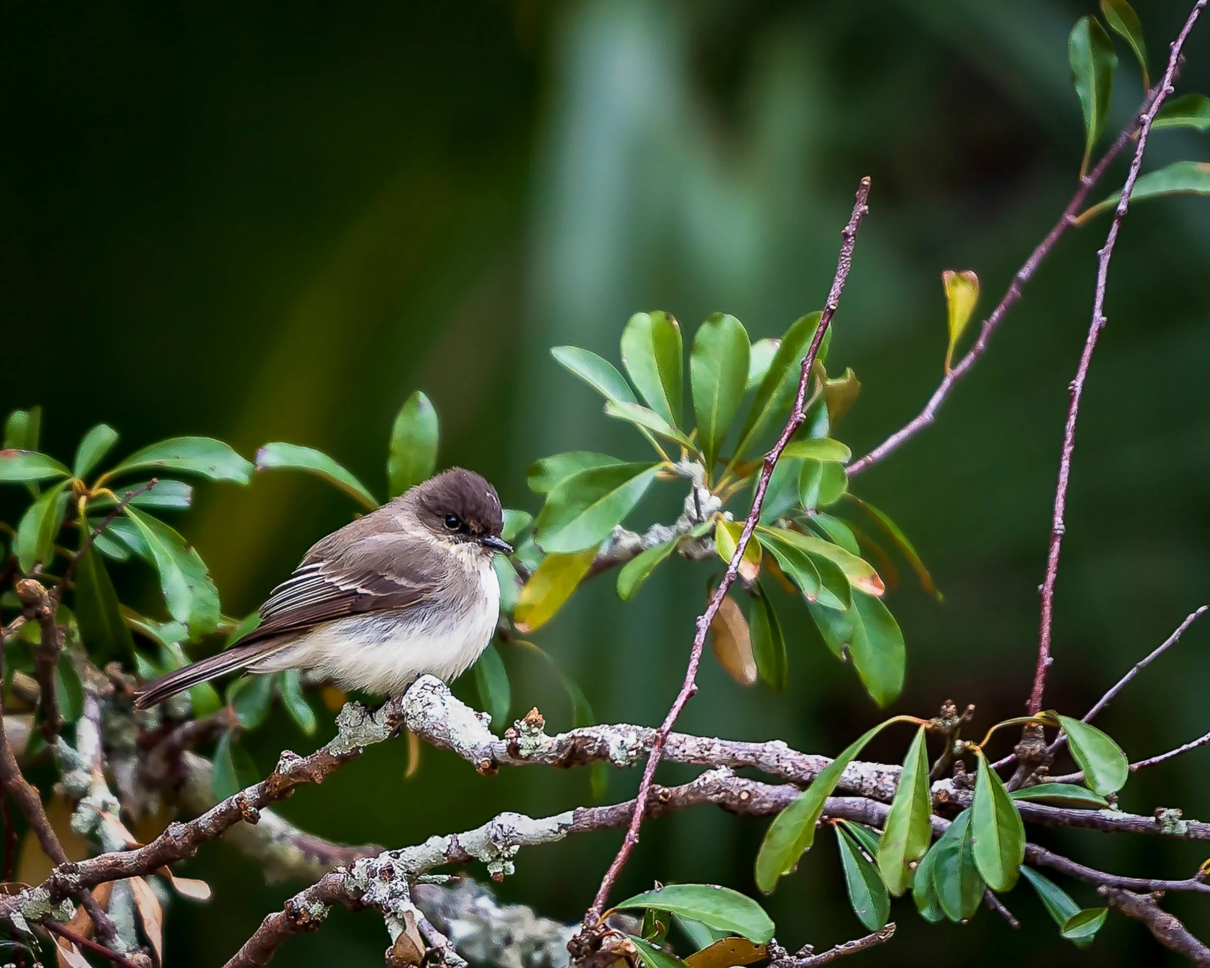 Birding at Deer Grove Forest Preserve