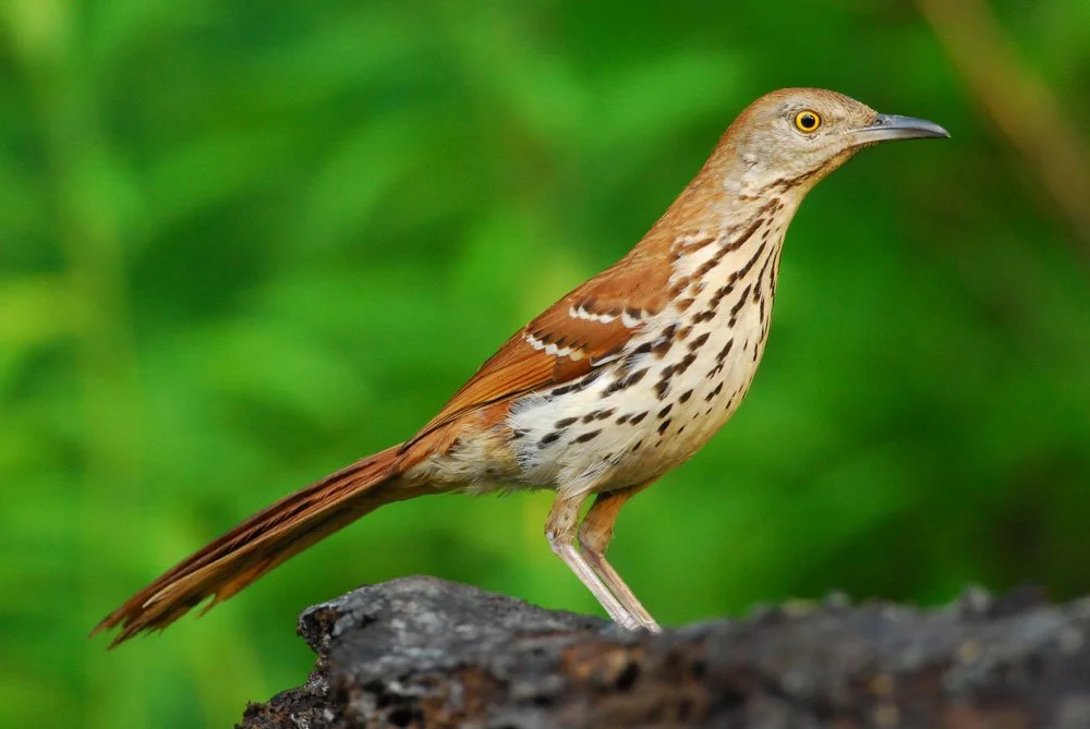 Spring Migration Outings at North Park Village Nature Center