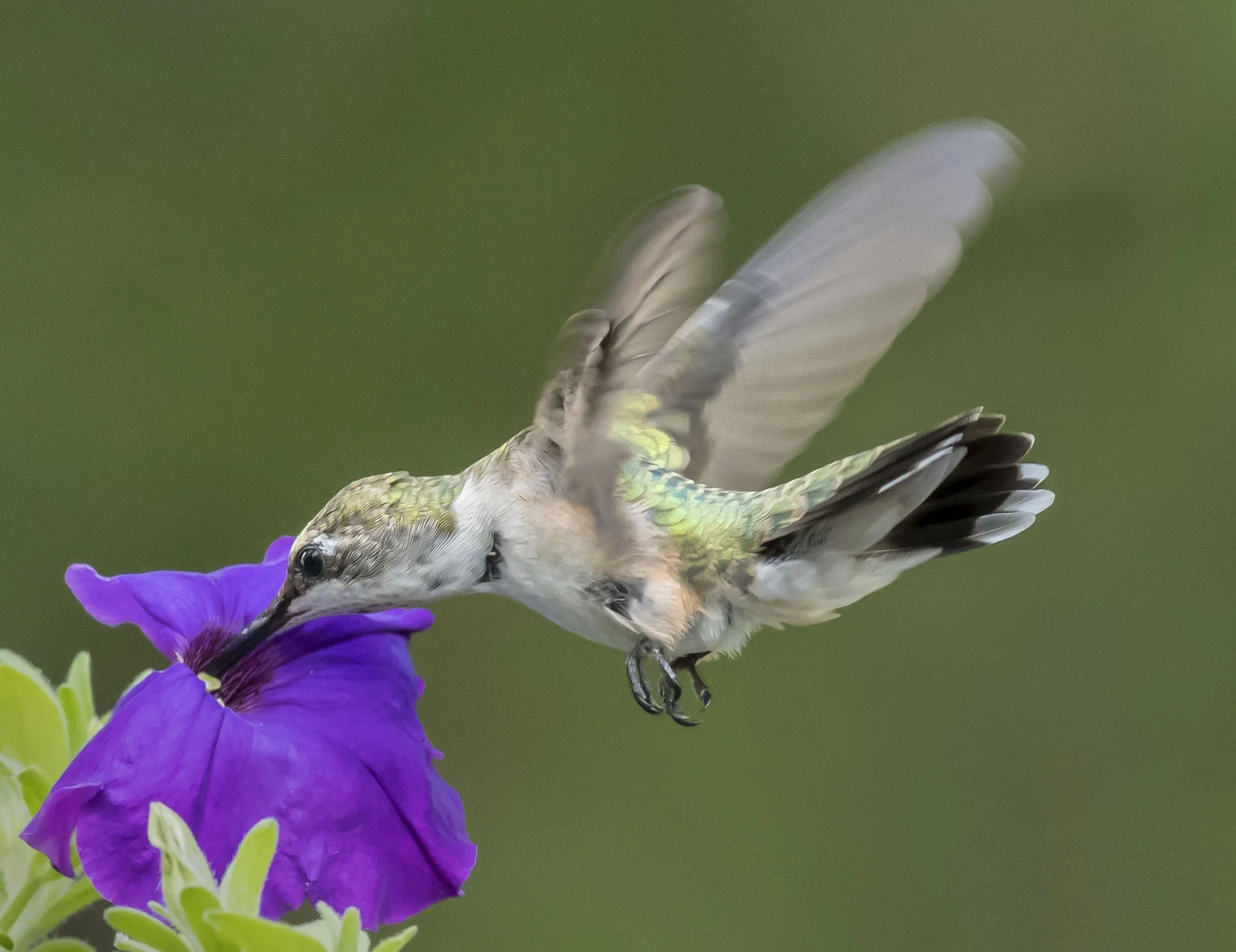 Spring Migration Outings at North Park Village Nature Center
