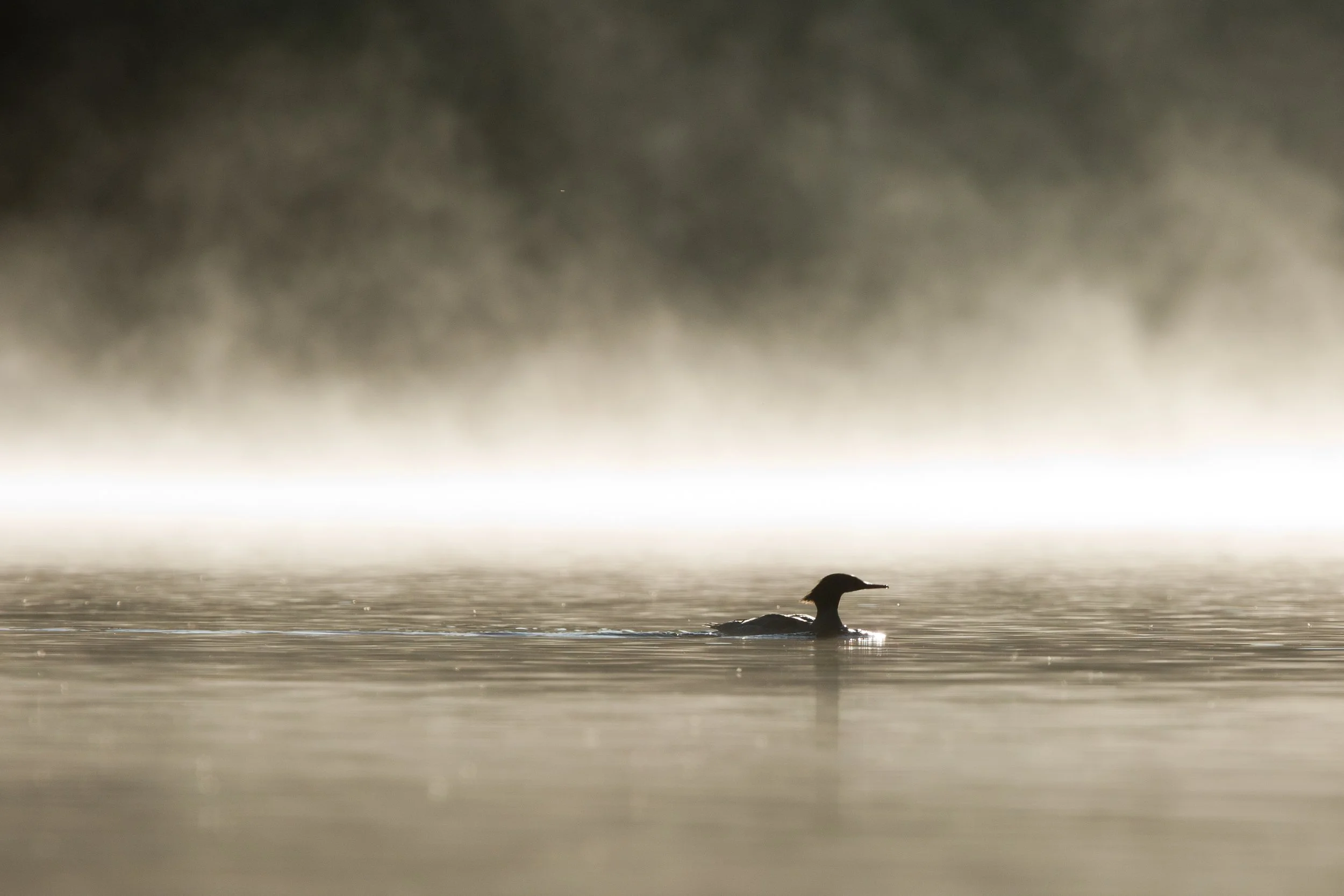 Mergansers at Dawn