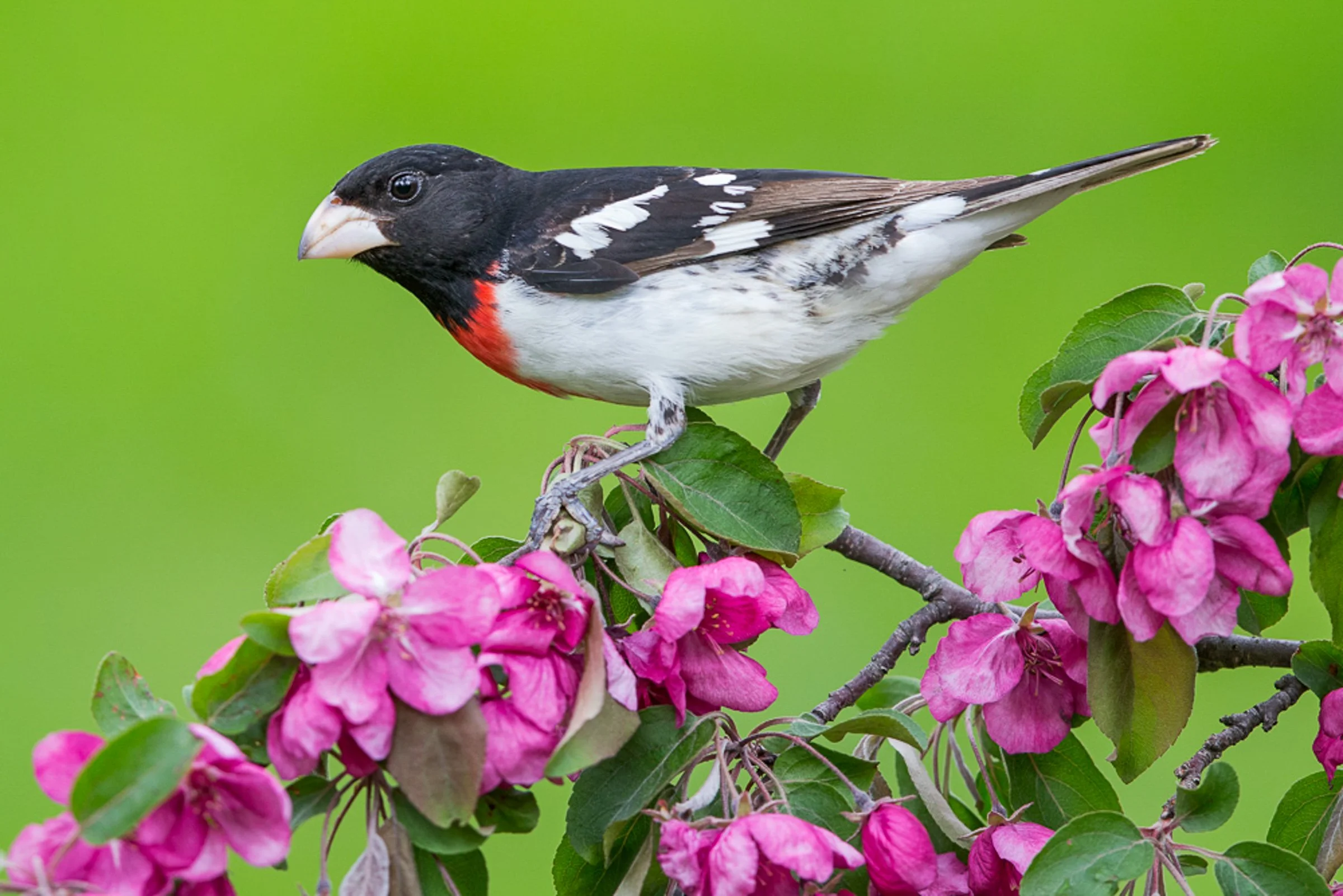 Birding at Douglass Park