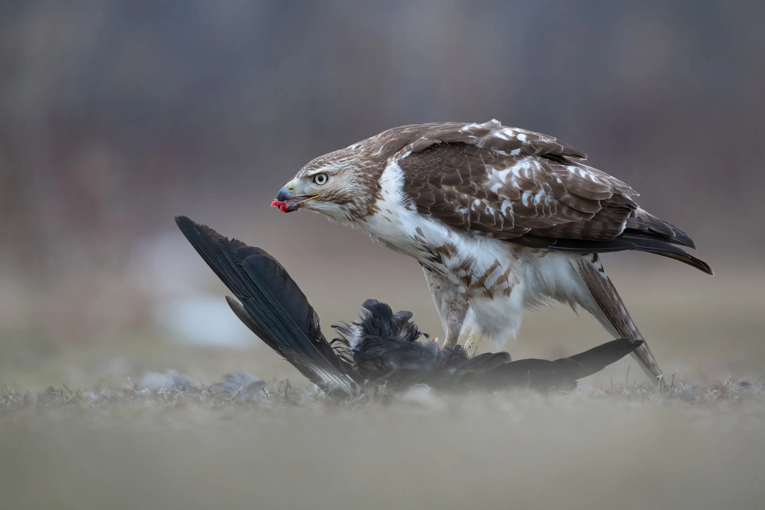 Ask a Bird Nerd: Why Do Raptors Decapitate their Prey?