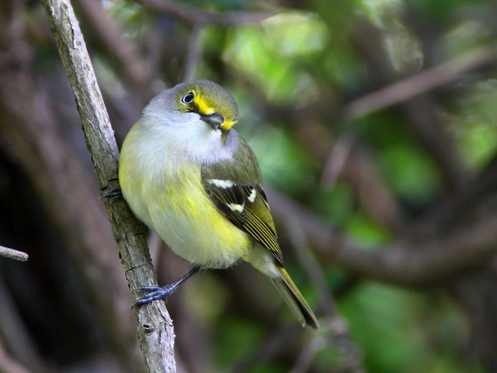 Birding at Washington Park