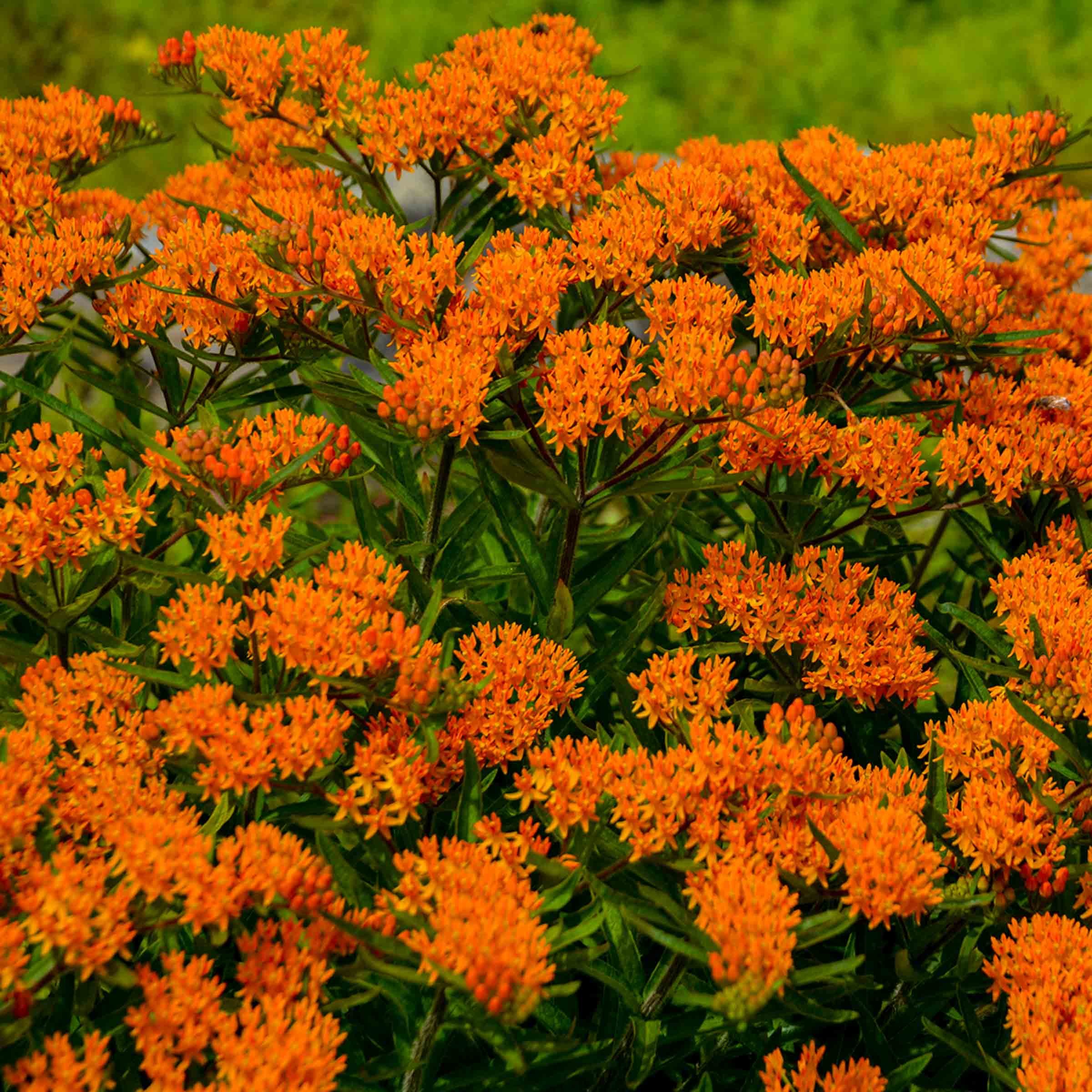 7 Chicago Native Plants to Grow This Spring for a Bird-Filled Backyard