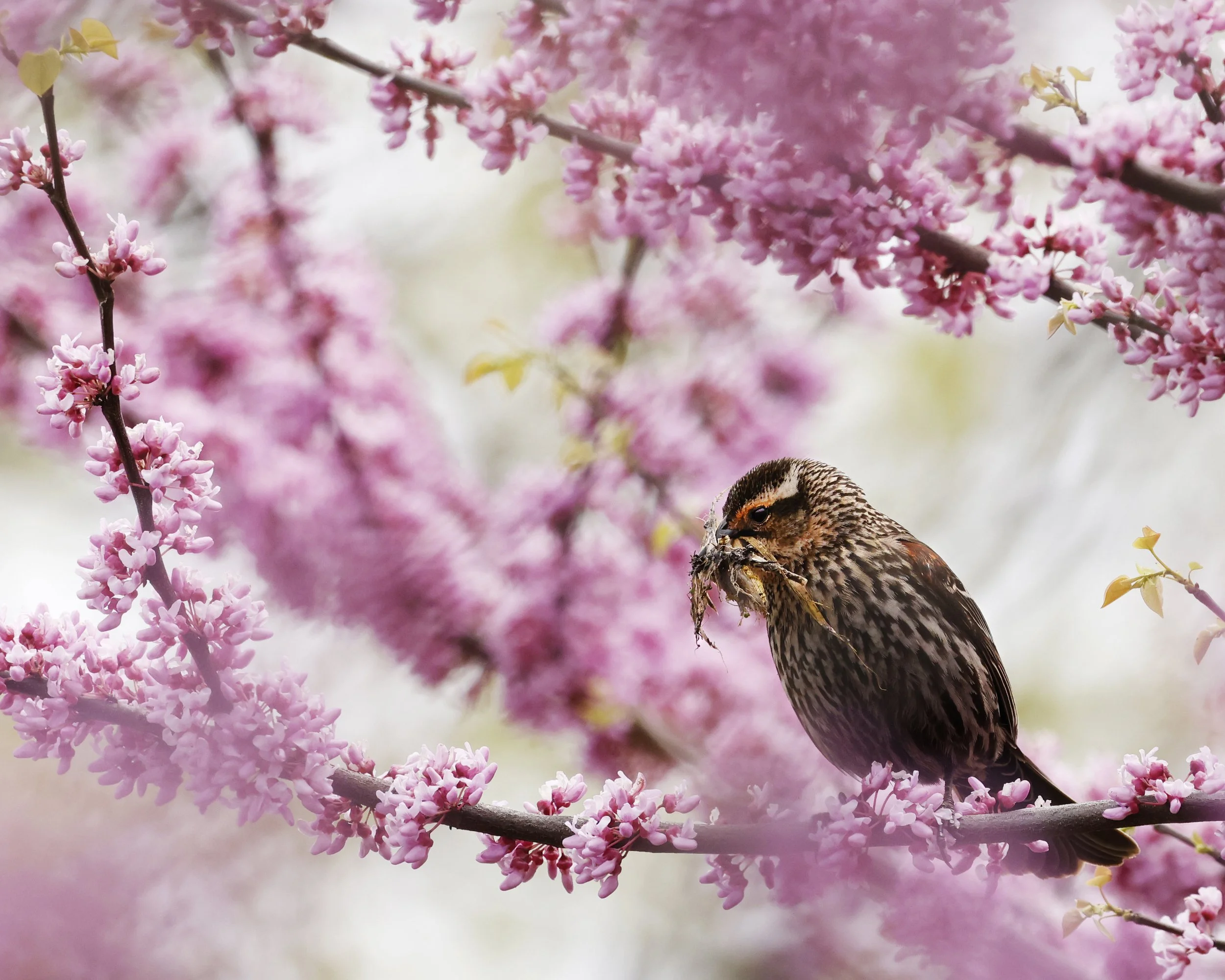 Need Your Help for the 2026 Spring Bird Count!