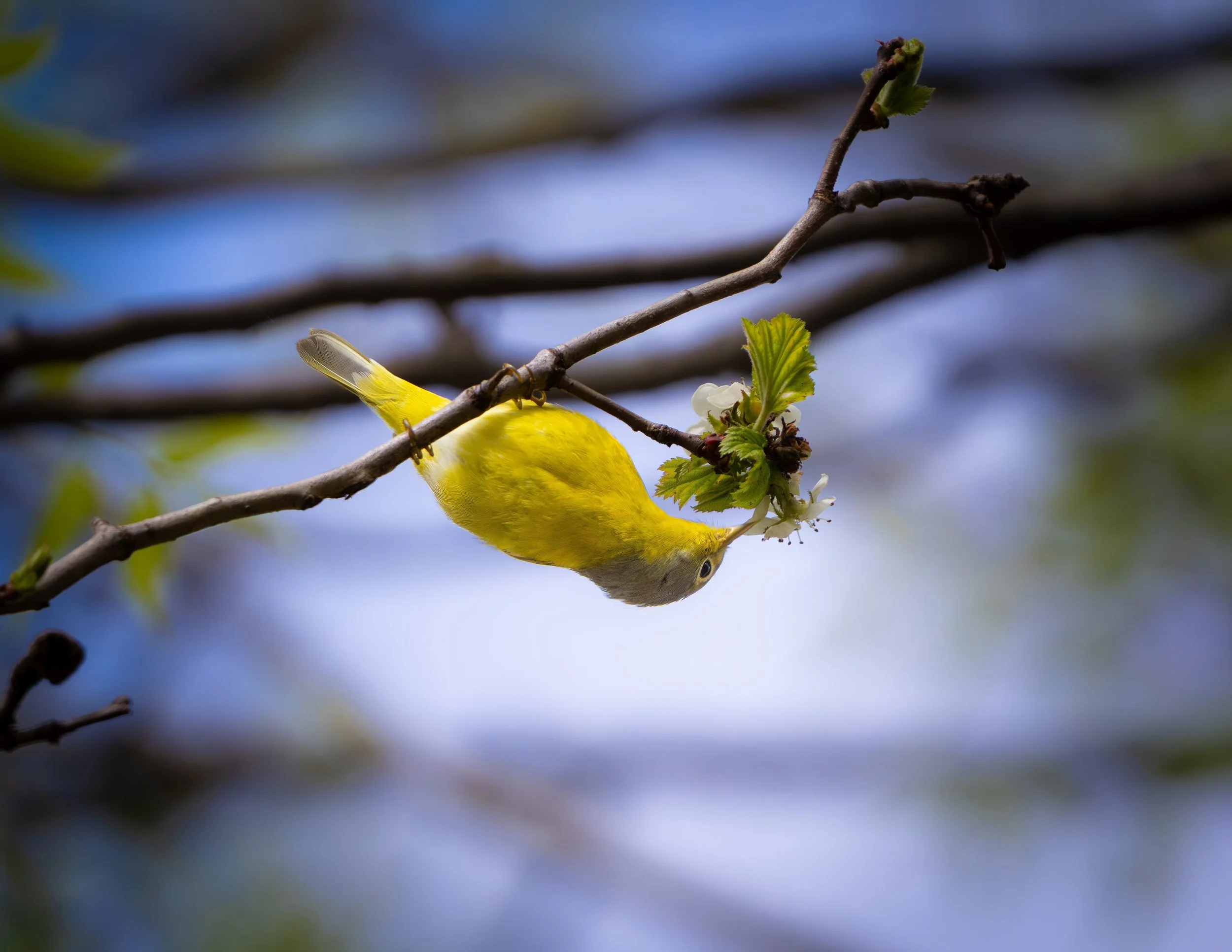 Illinois Spring Bird Count 2026