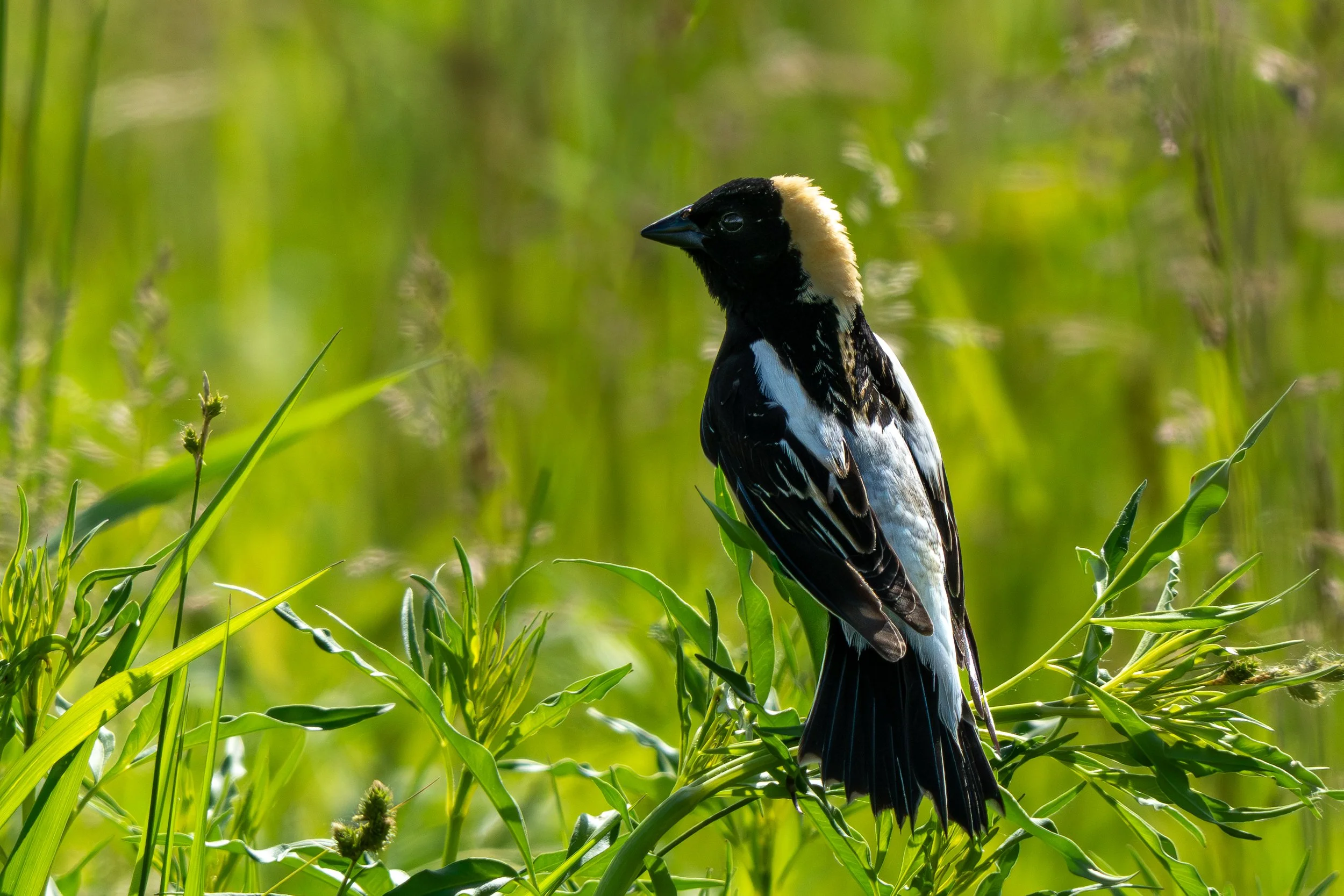 Breeding Birds at Bartel Grasslands &amp; Killdeer Wetlands