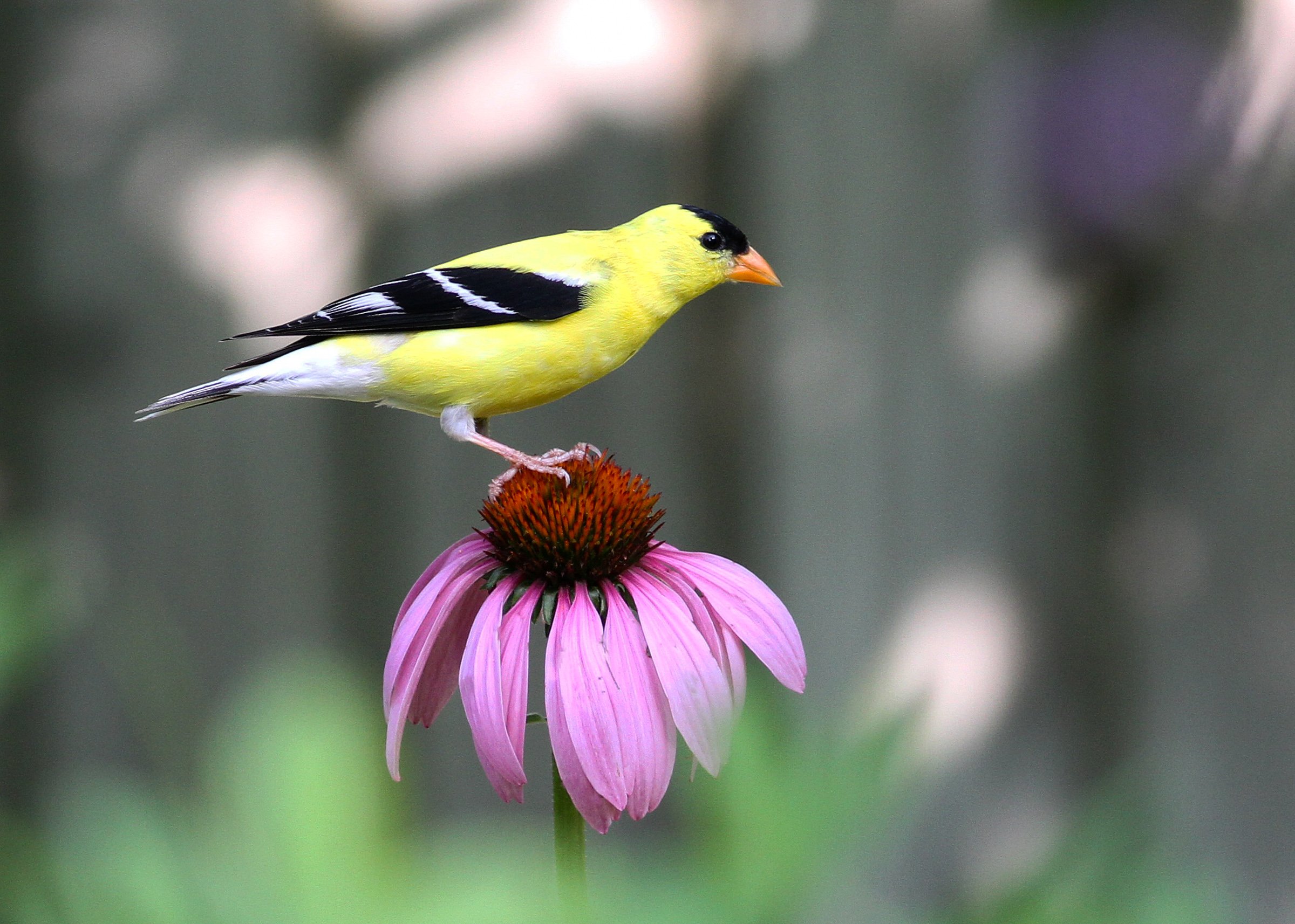 Wooded Island Birding Outing