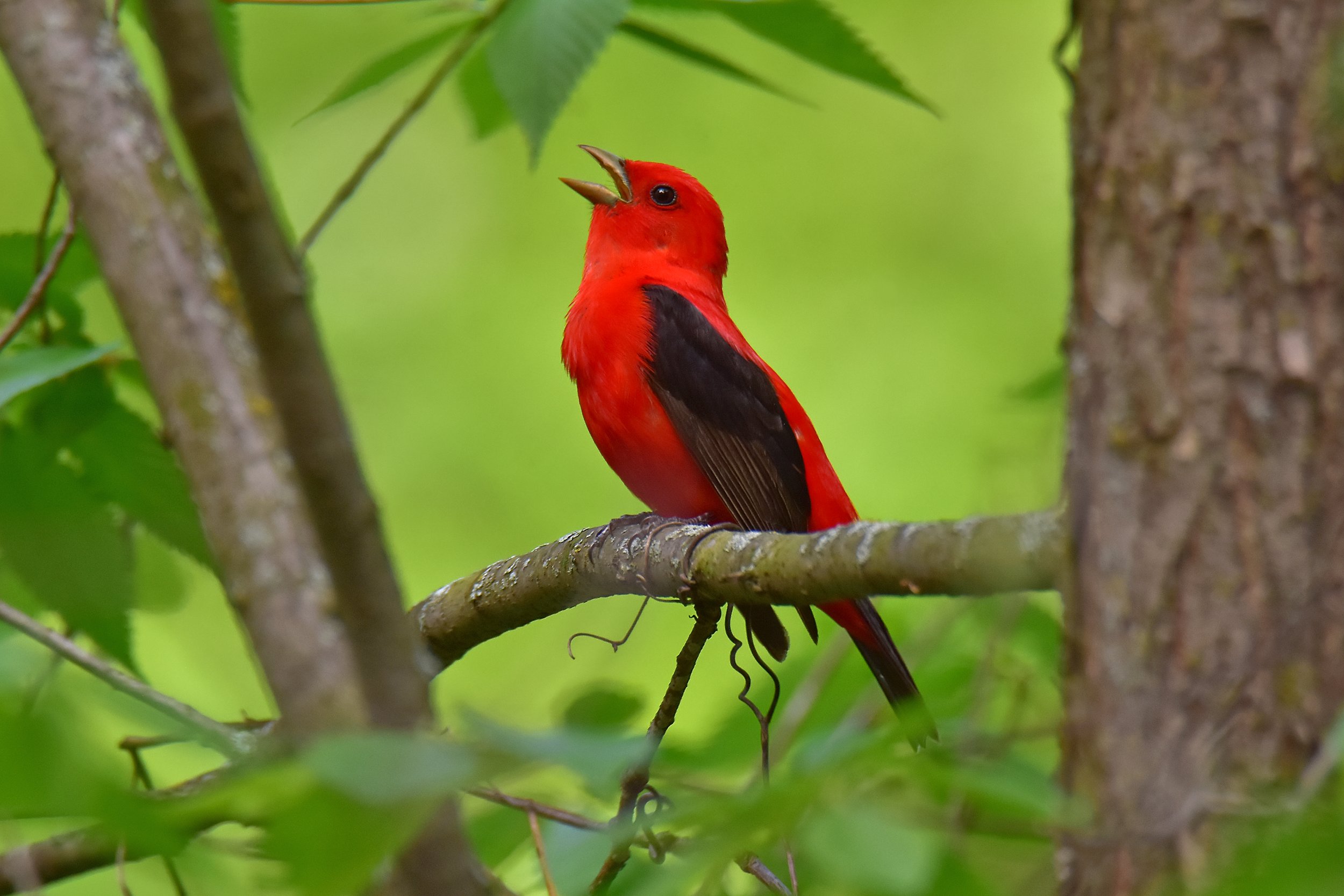 Wooded Island Birding Outing