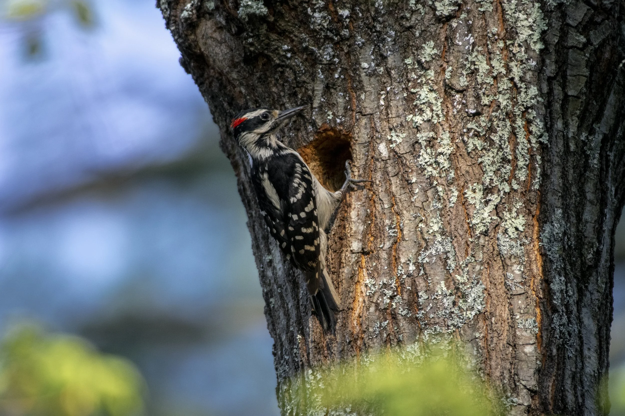 Wooded Island Birding Outing