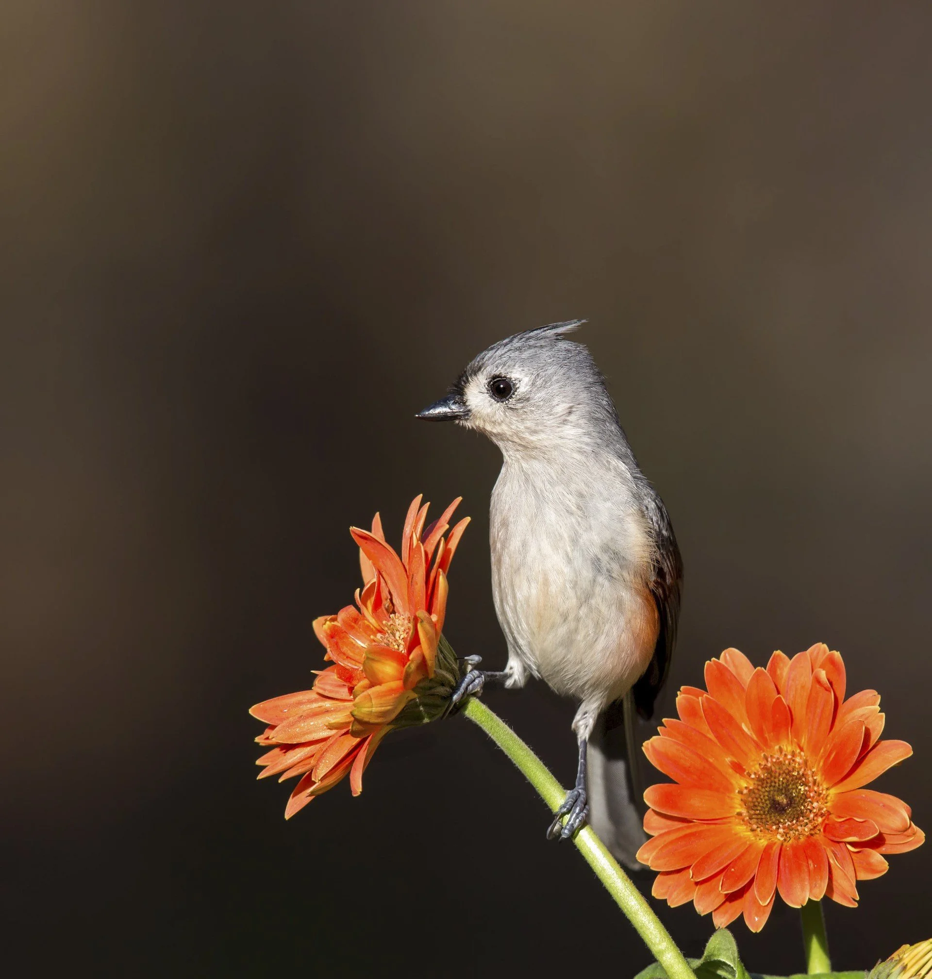 Wooded Island Birding Outing