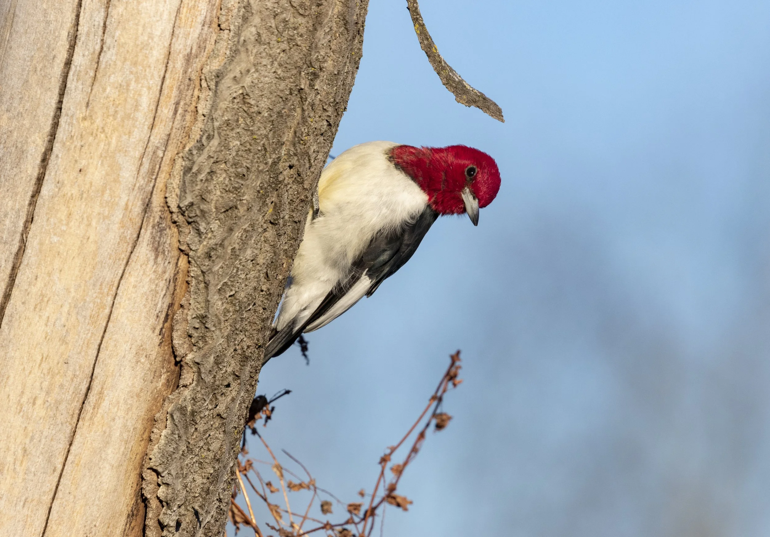 Wooded Island Birding Outing
