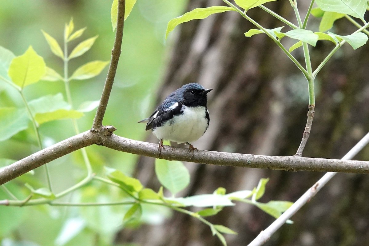 Birds and Community – The Urban Birding Festival