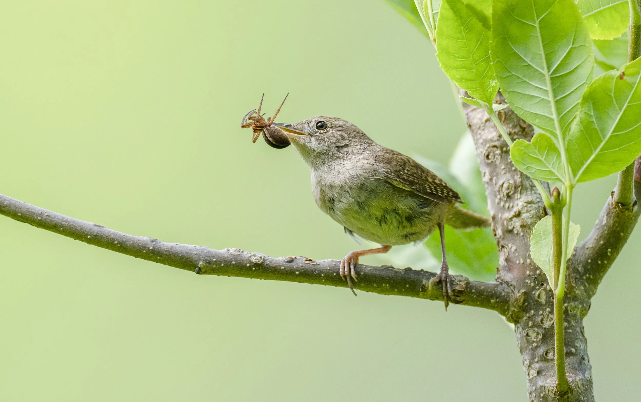 Evening Birding at Washington Park