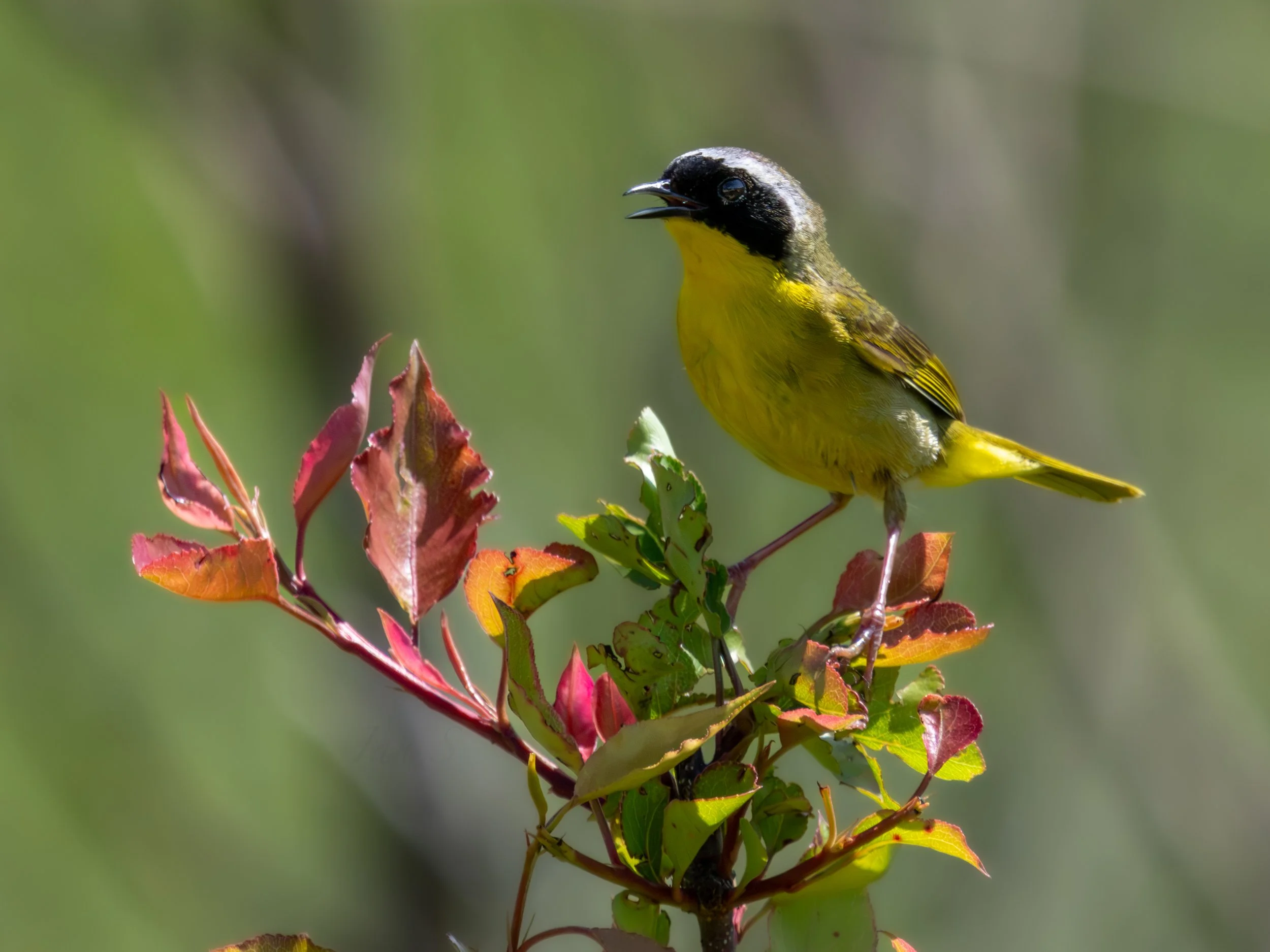 Bird Walk at Washington Park