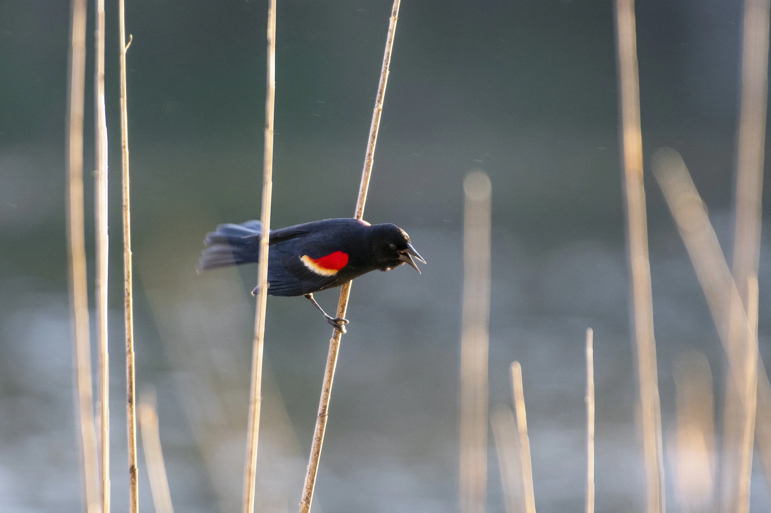 Evening Birding at Washington Park