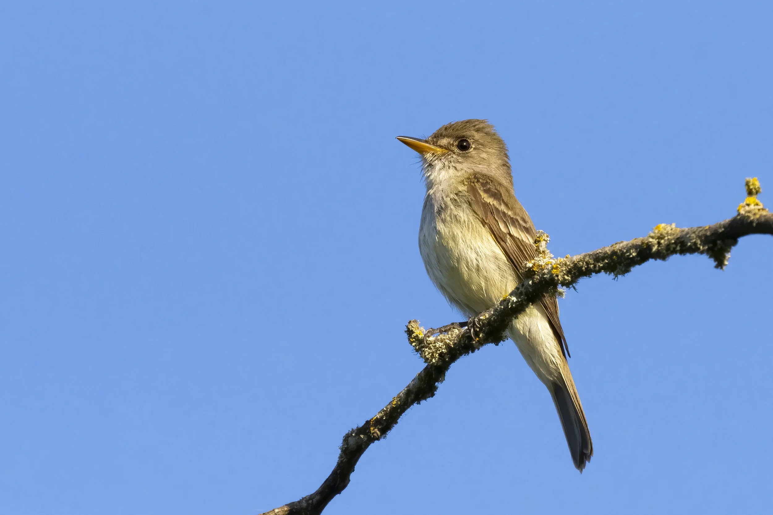 Wooded Island Birding Outing
