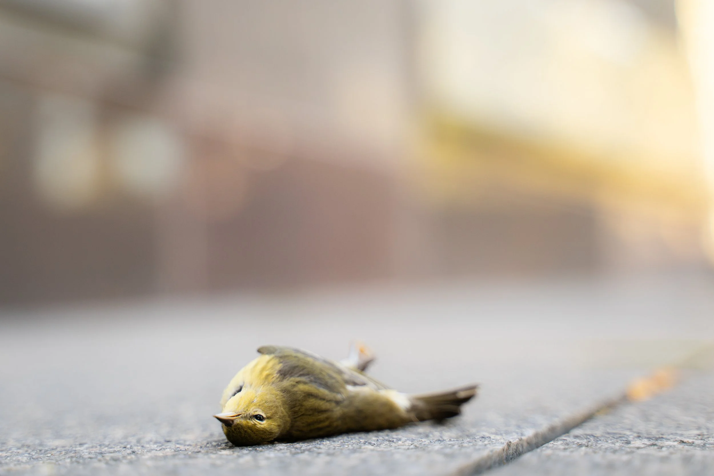 Action Needed: Bird-friendly Building Ordinance