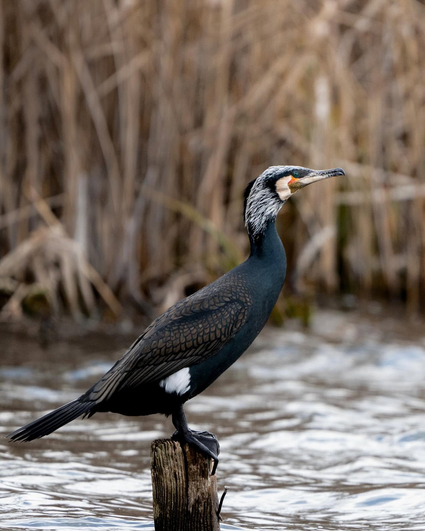 "Birding Italy: Species, hotspots and amazing trips" (Free, Virtual)