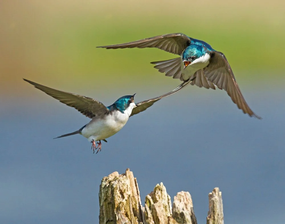 Summering Birds at Oakwoods Cemetery