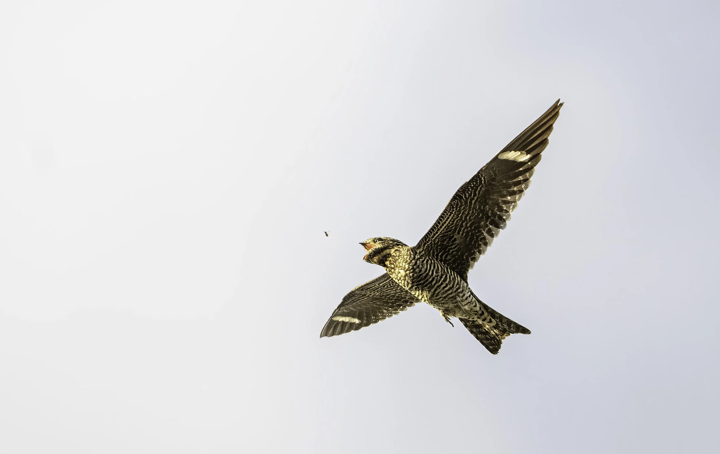Nighthawk Watch at Plum Creek