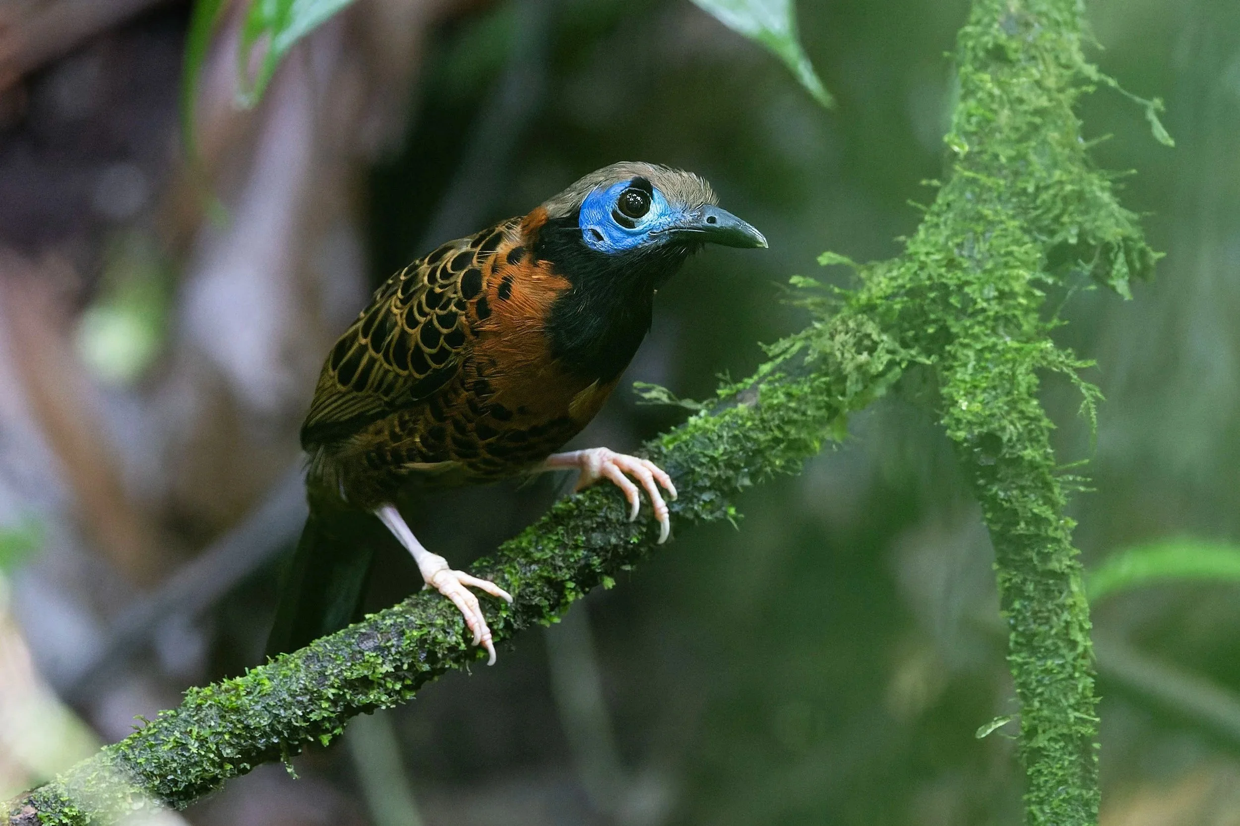 The Best of Costa Rica Birding Trip 2026