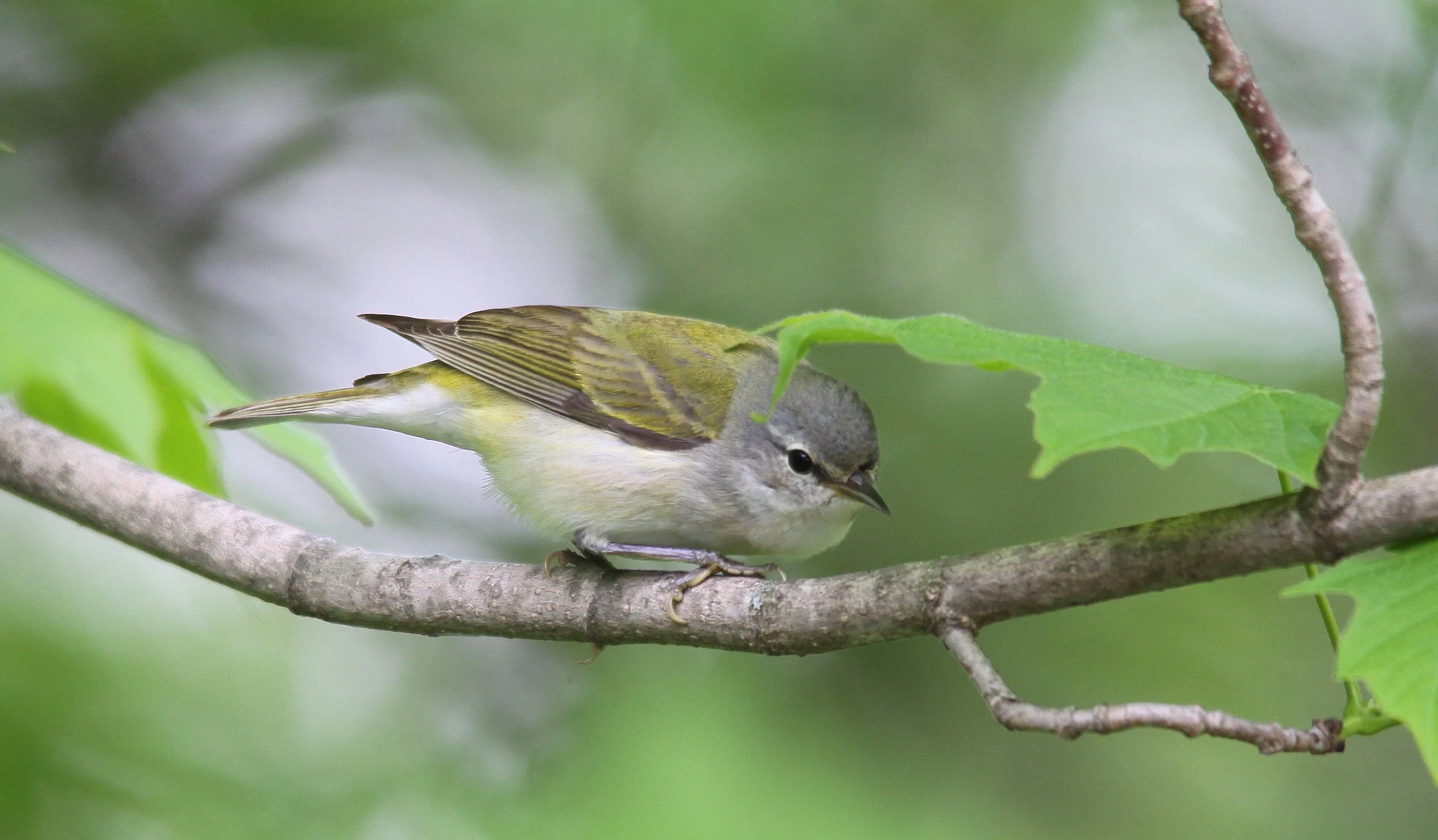 Wooded Island Birding Outing