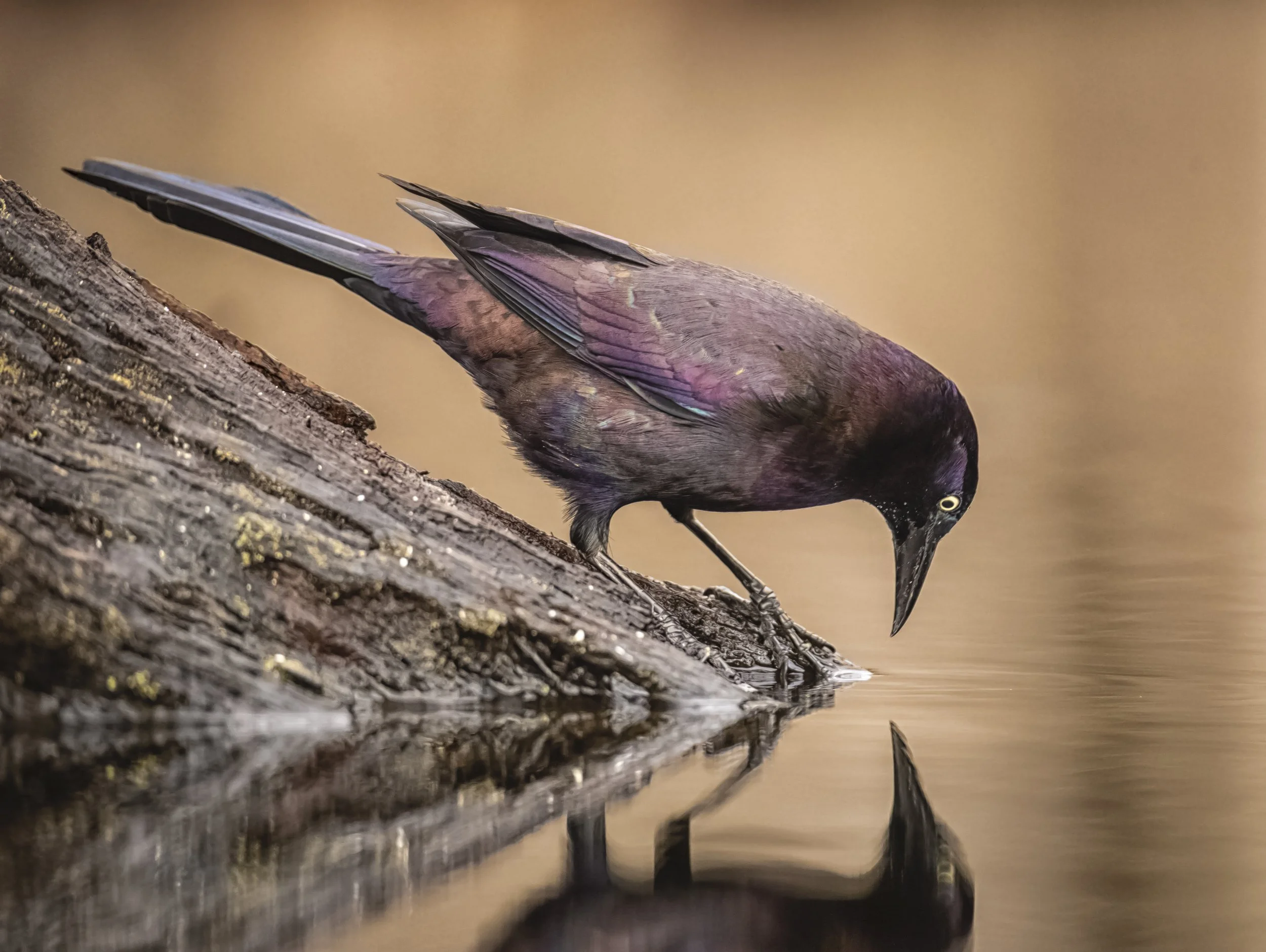 Wooded Island Birding Outing