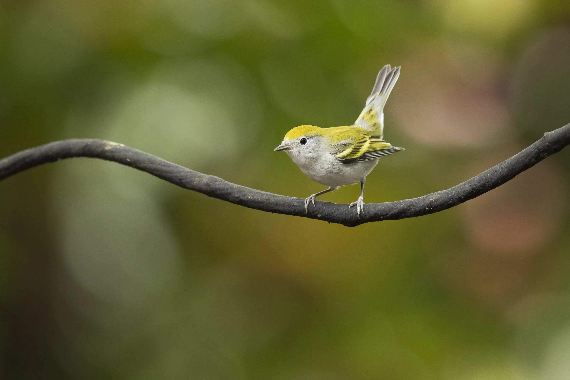 Wooded Island Birding Outing