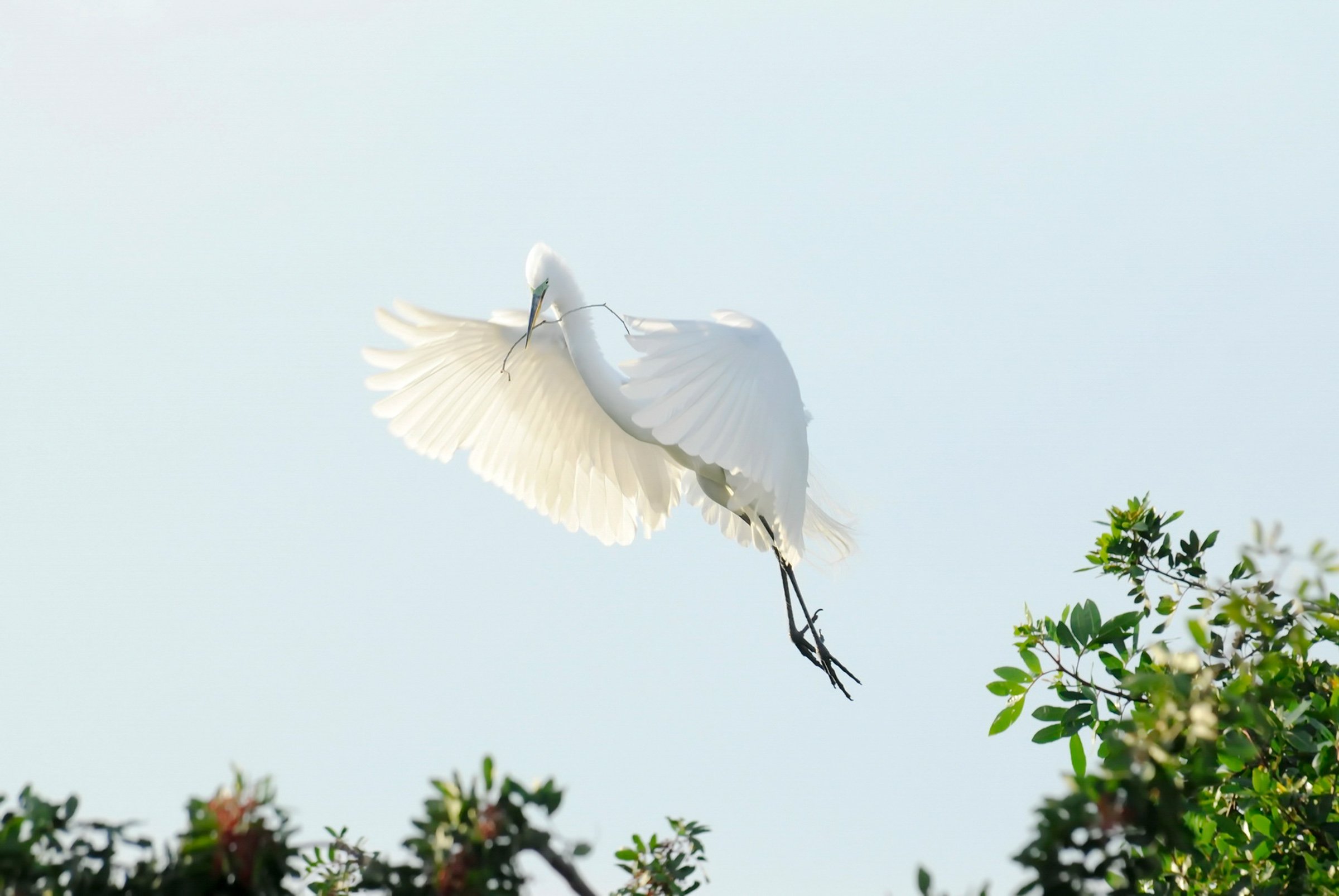 Wooded Island Birding Outing