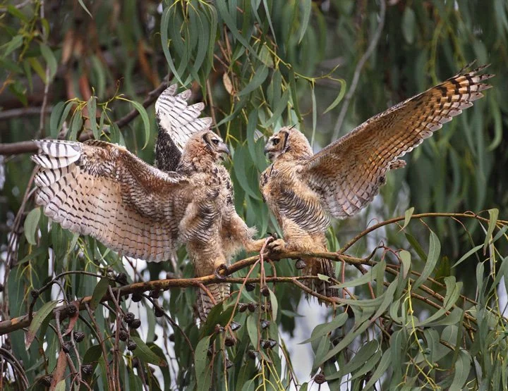 Wooded Island Birding Outing