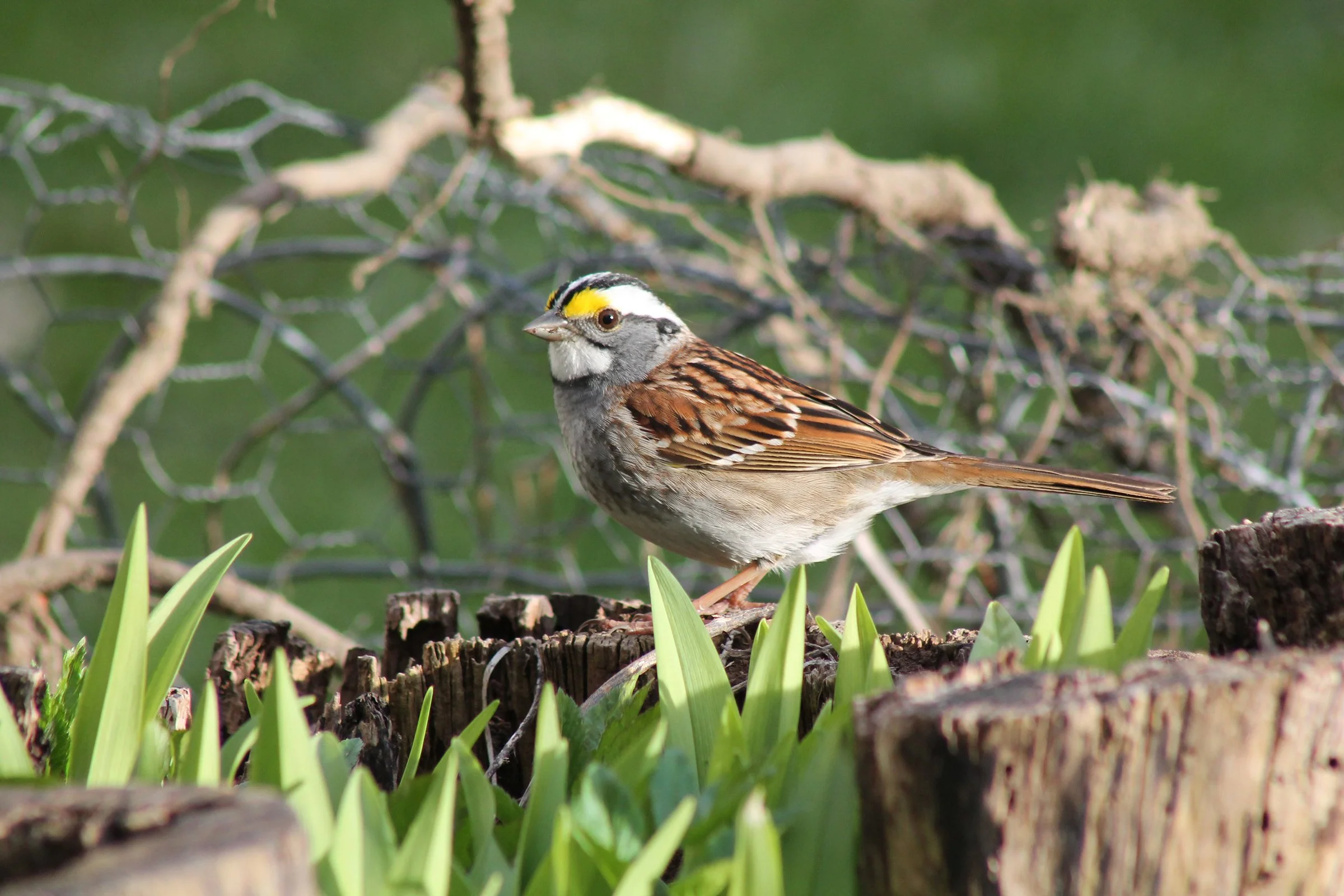 Wooded Island Birding Outing 